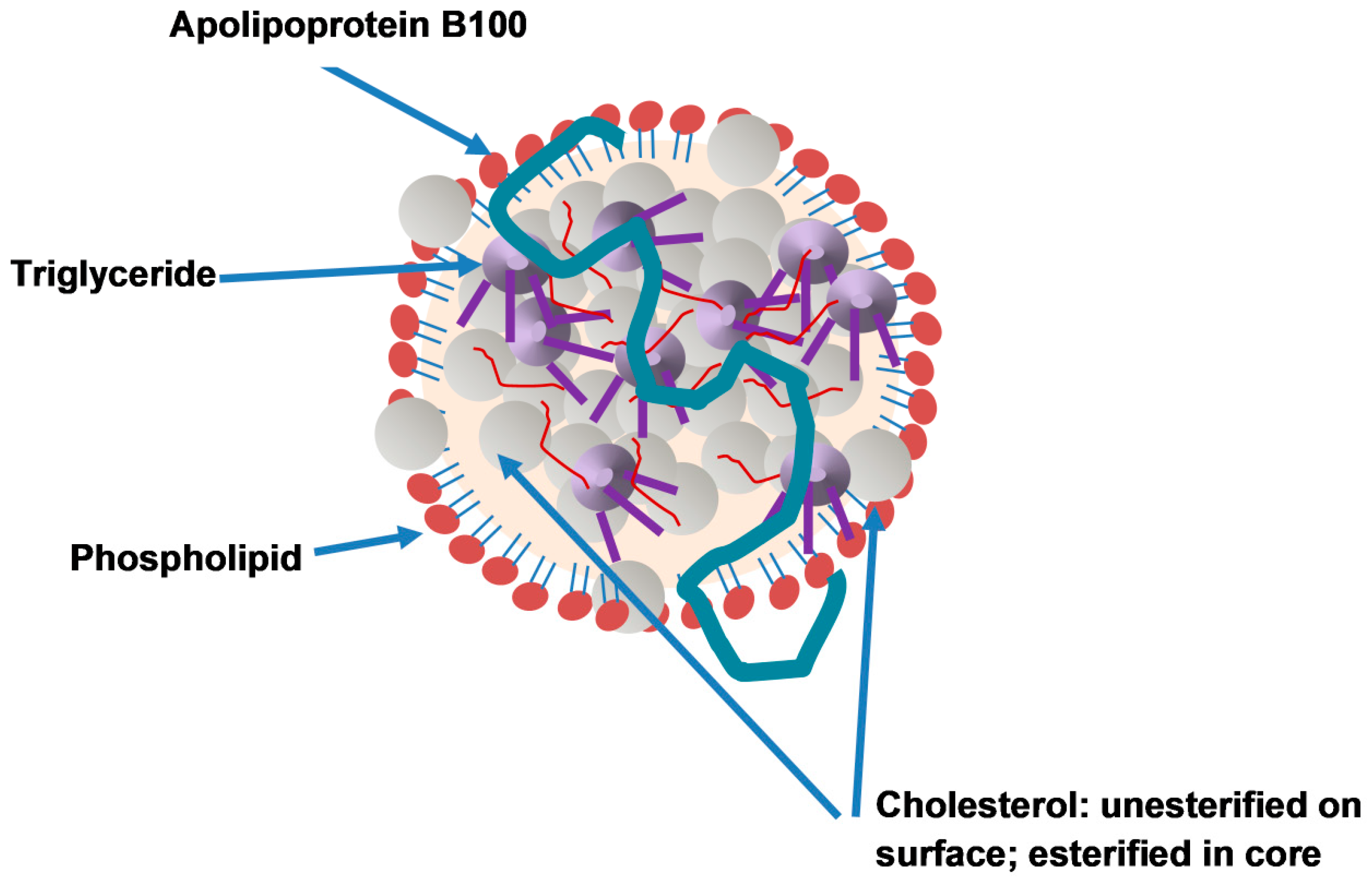 Metabolites | Free Full-Text | Apolipoprotein B and Cardiovascular