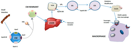 Metabolites | Free Full-Text | Apolipoprotein B and Cardiovascular
