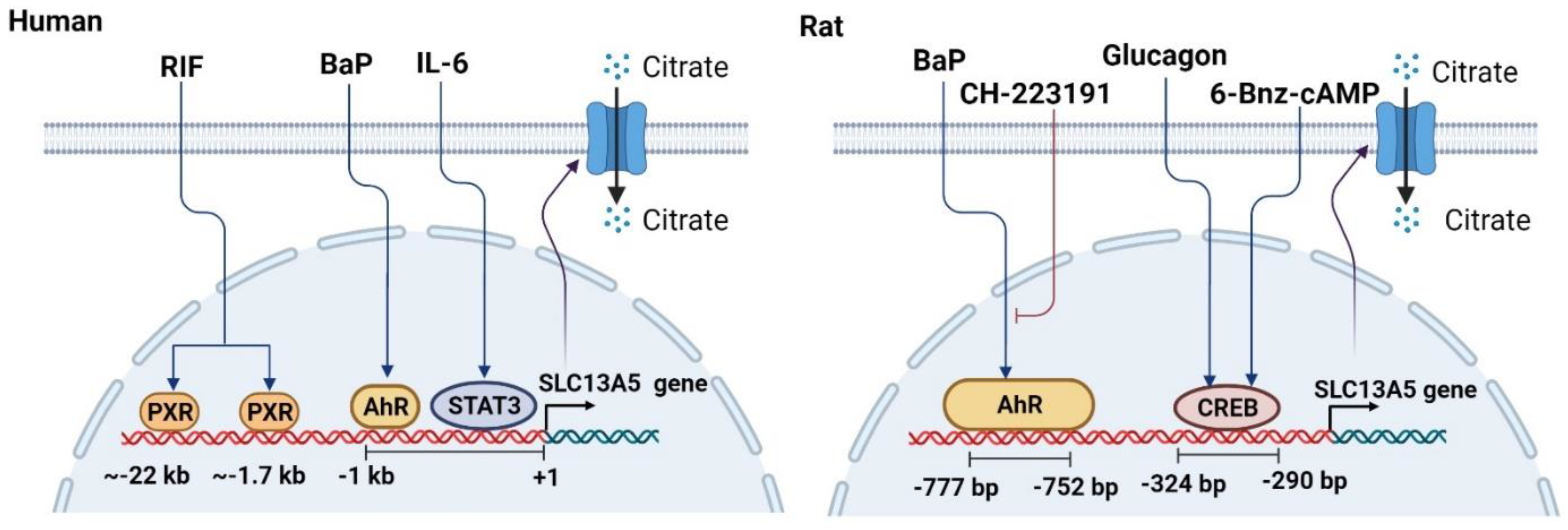 GAN細胞13 Slc25a21 in cisplatin-induced acute kidney injury: a new