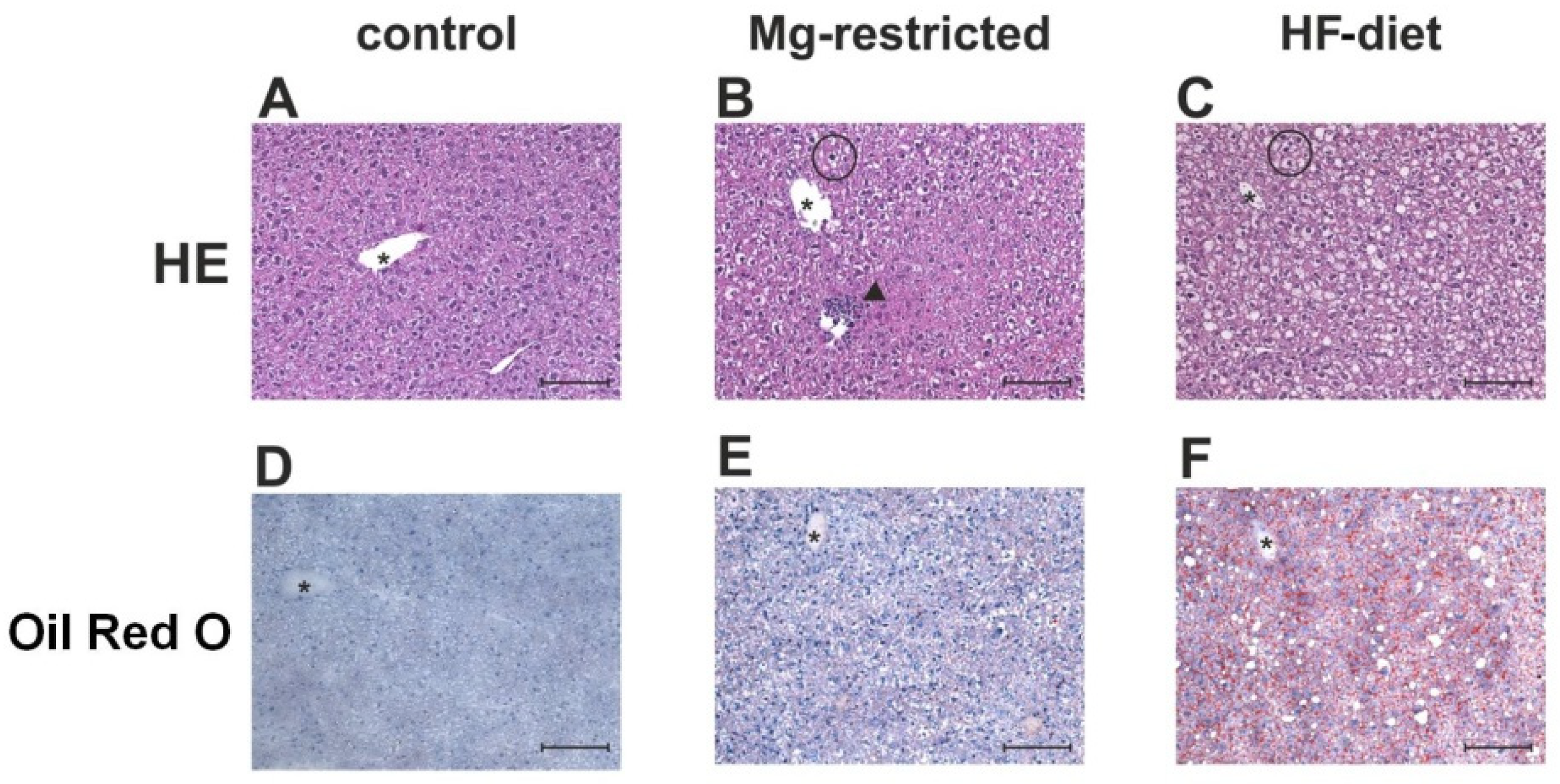 Metabolites 11 00762 g004 Metabolites 11 00762 g004