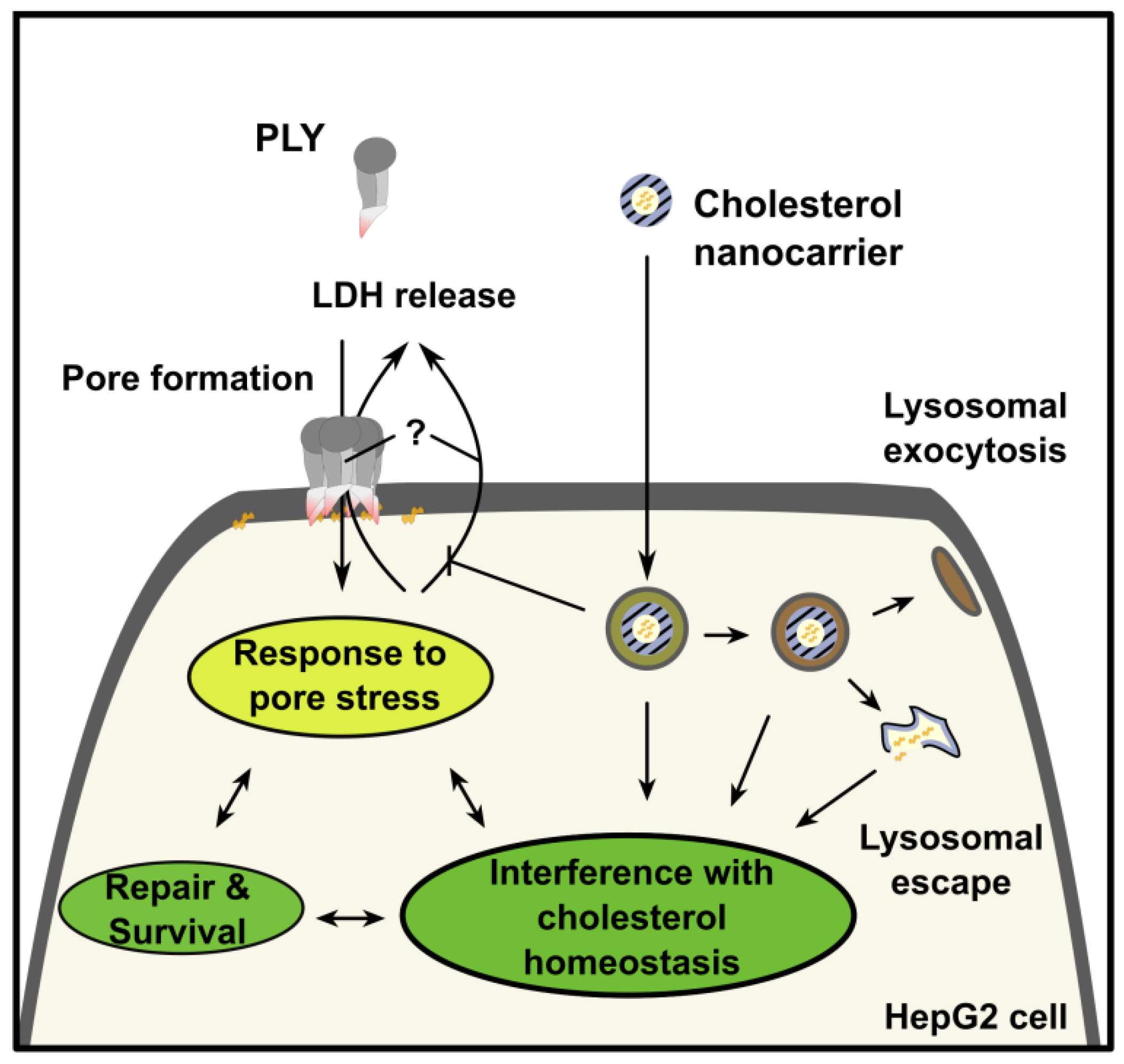 Metabolites 11 00821 g004