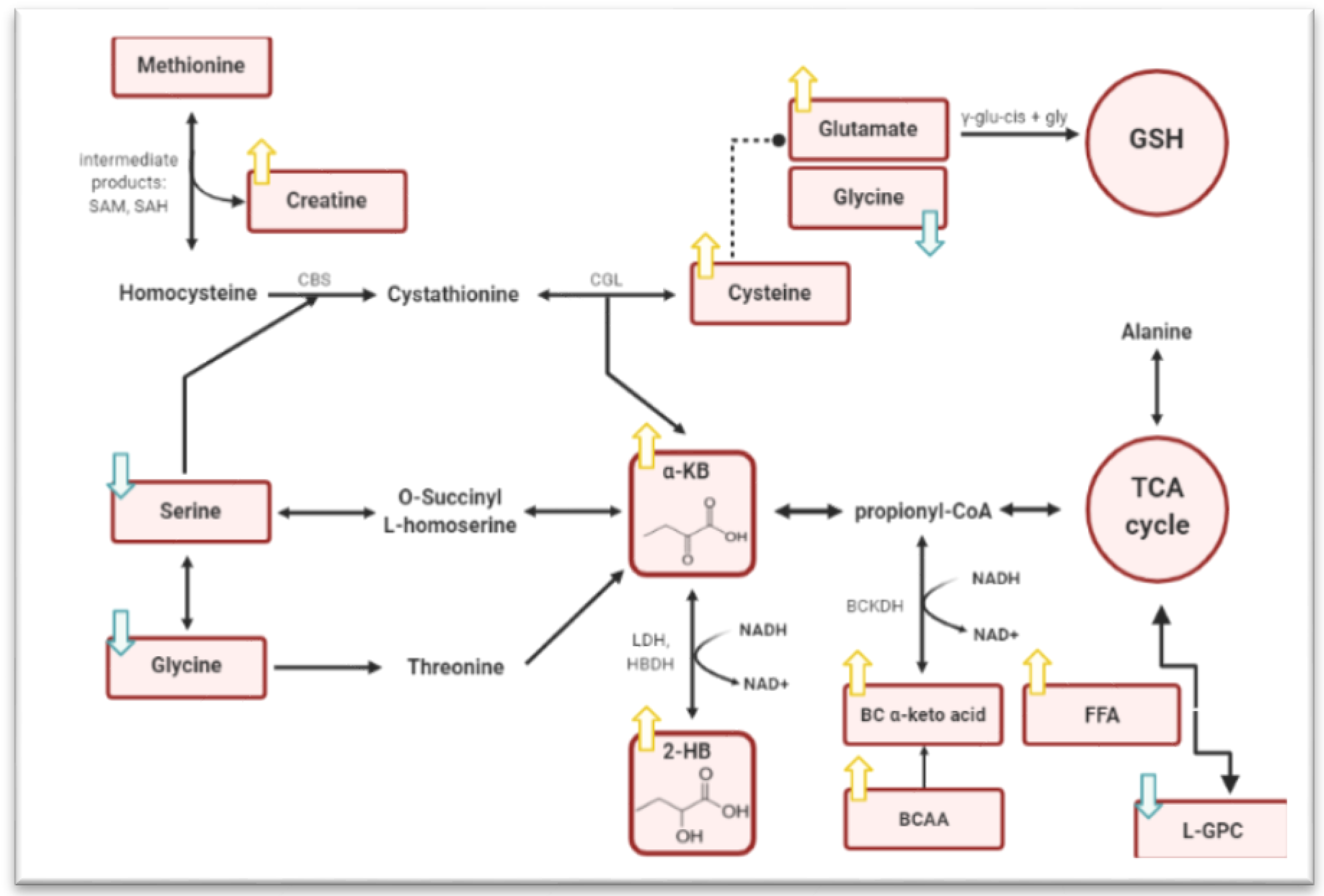 Metabolites 11 00835 g001