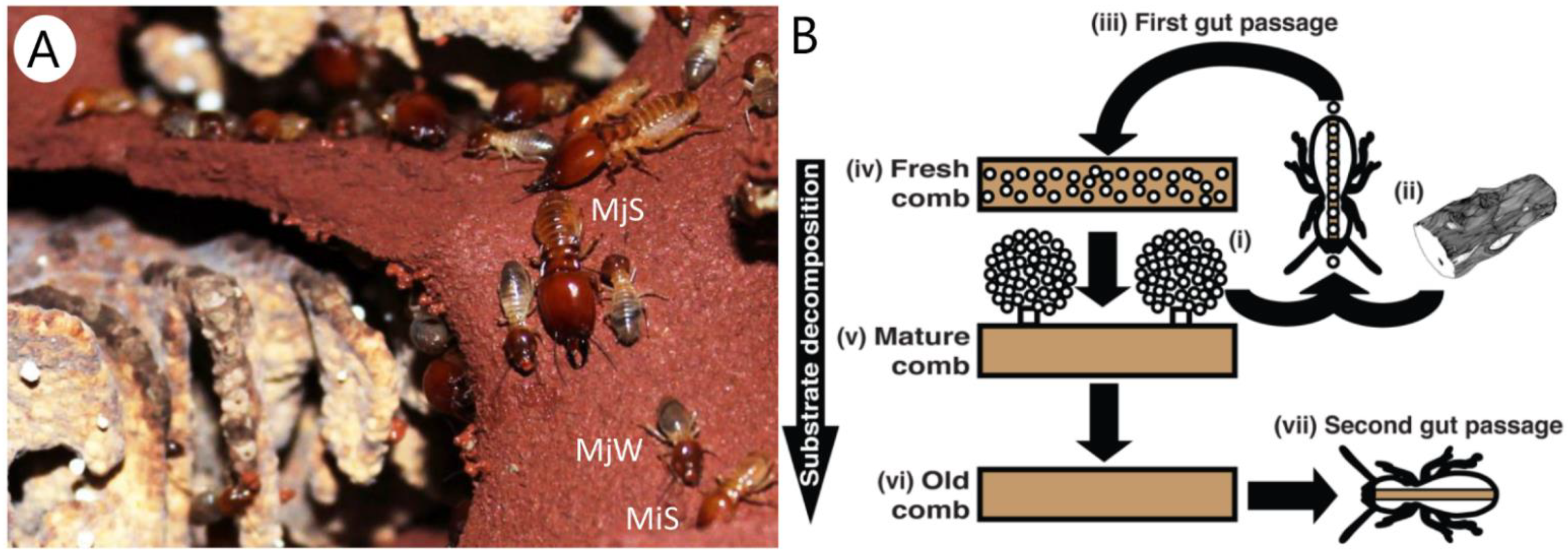 Metabolites 11 00839 g001