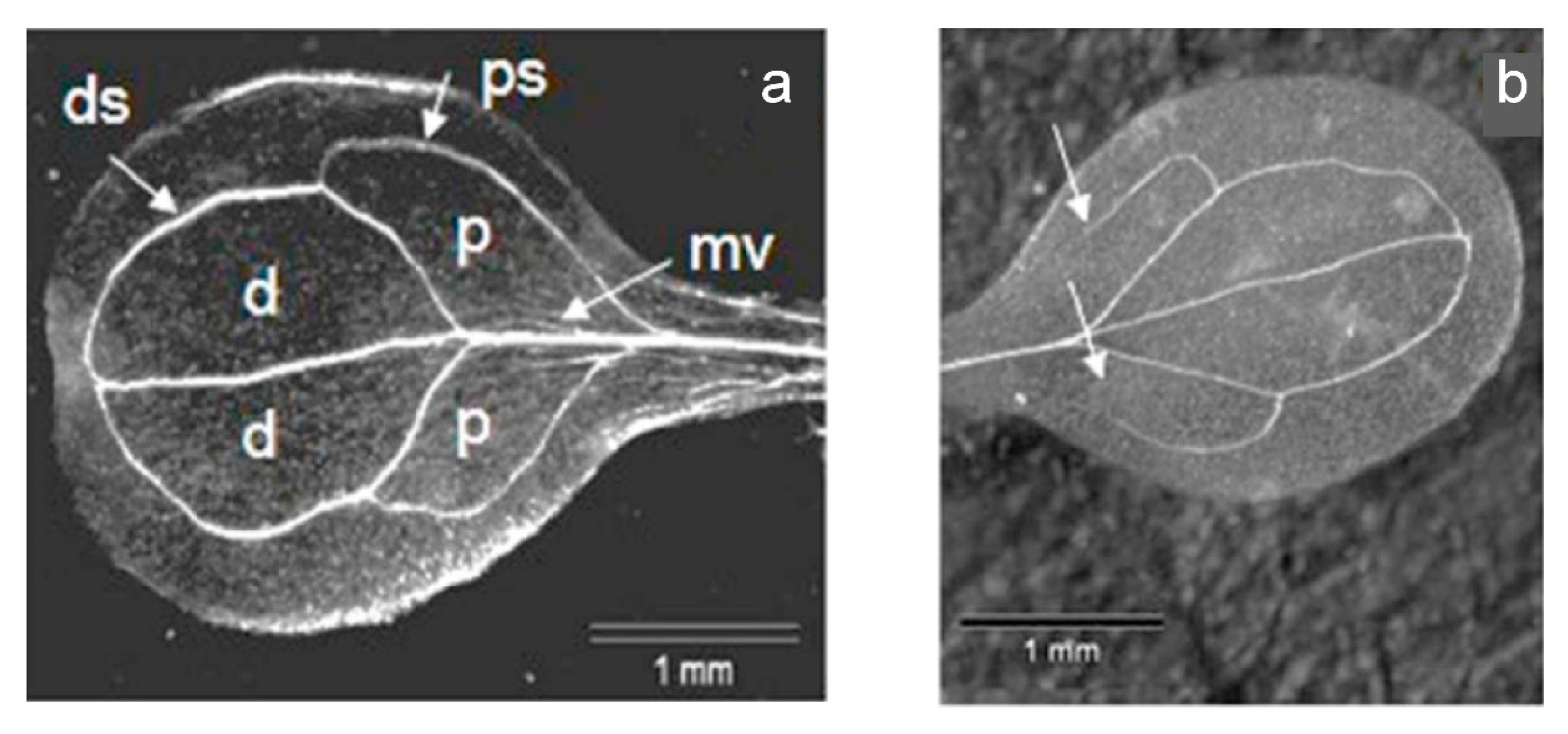Metabolites 12 00011 g009 550