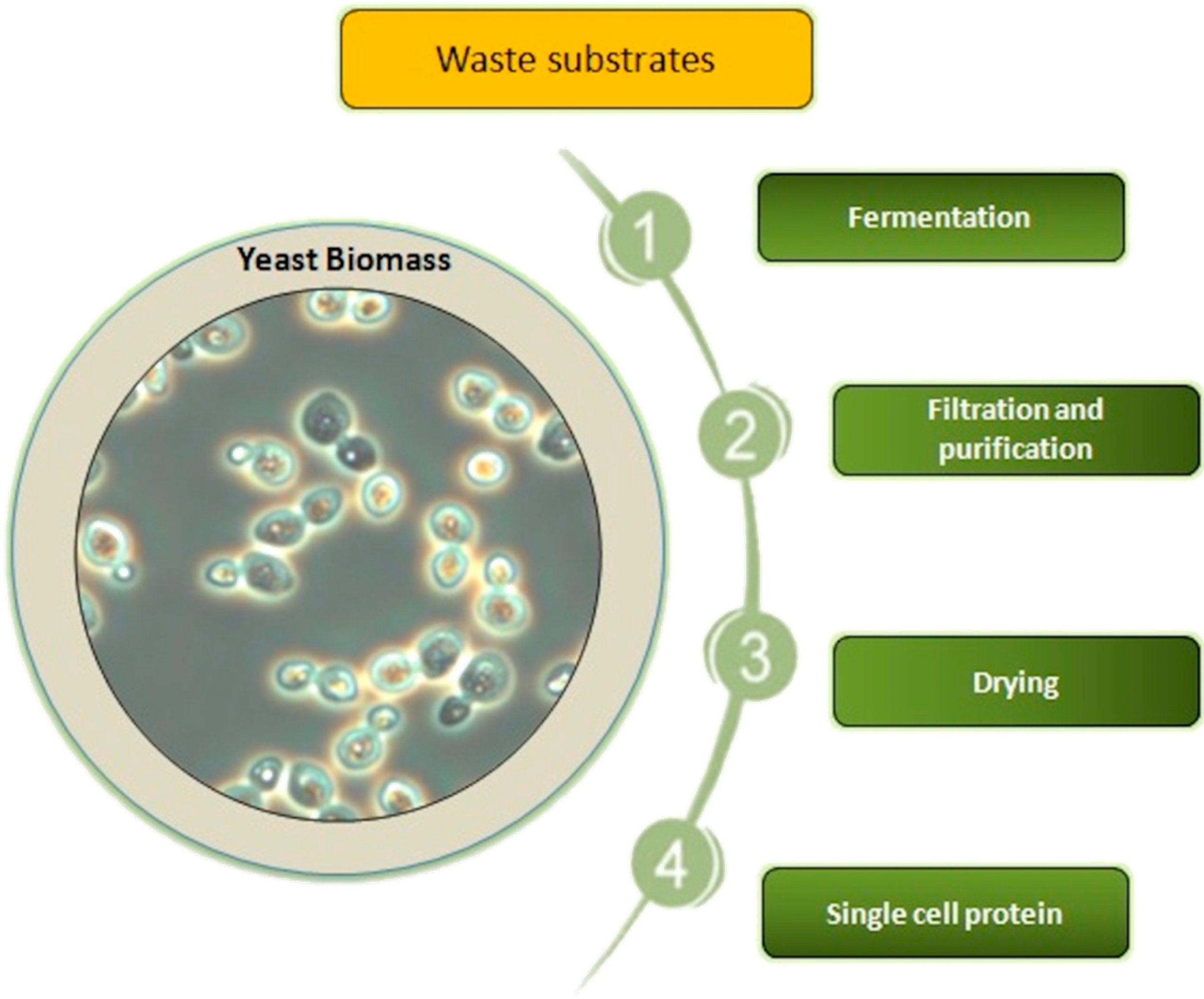 Metabolites | Free Full-Text | Yeast Protein as an Easily Accessible Food Source Metabolites | Free Full-Text | Yeast Protein as an Easily Accessible Food Source
