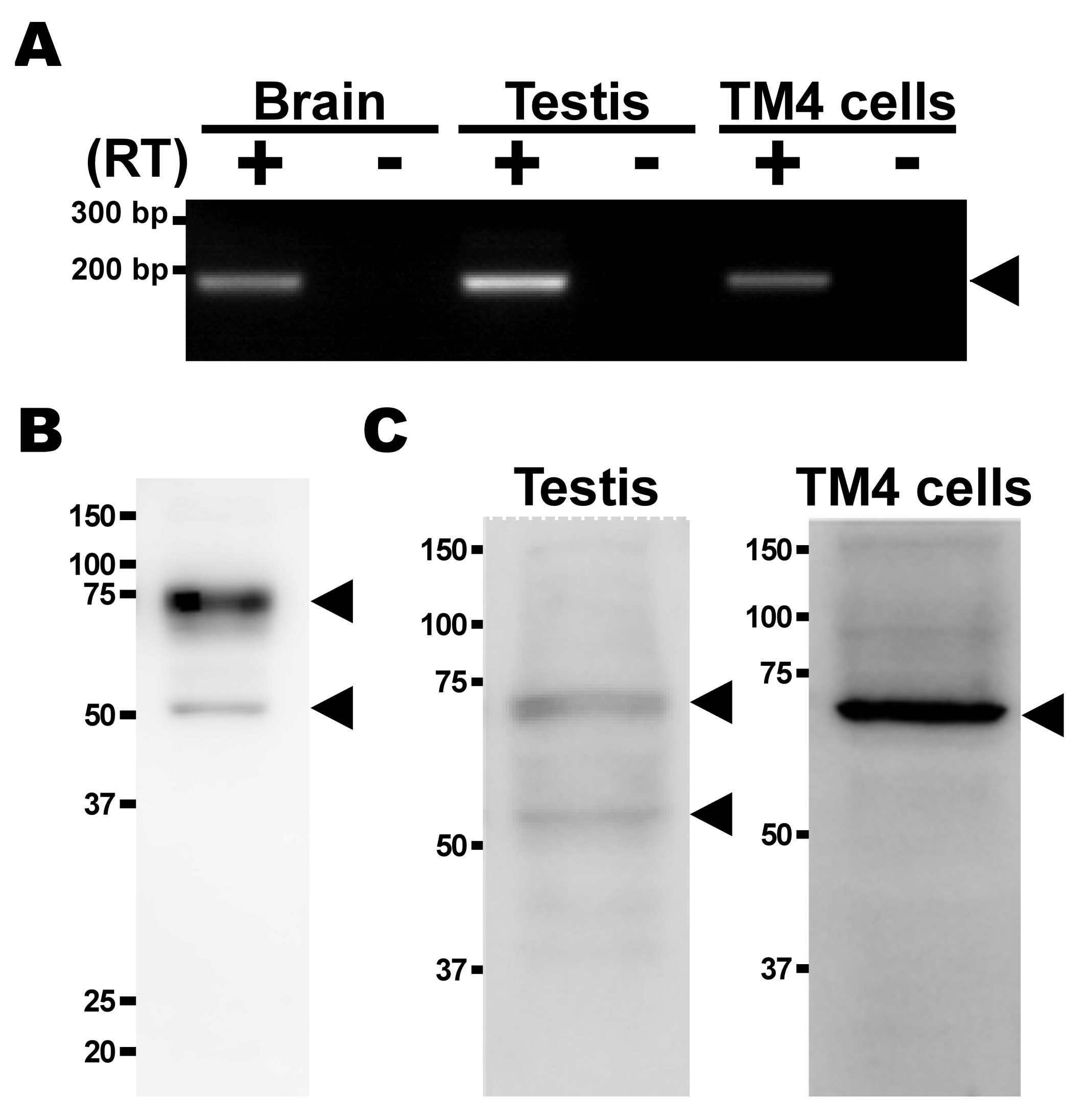 Metabolites 12 00066 g003