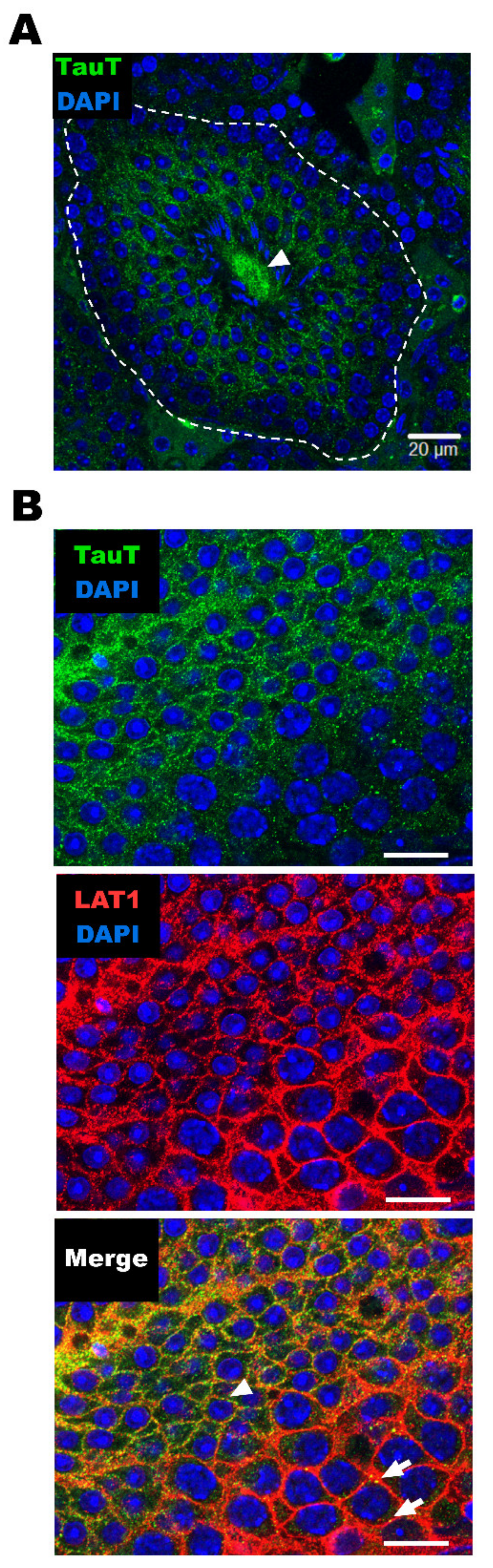 Metabolites 12 00066 g004