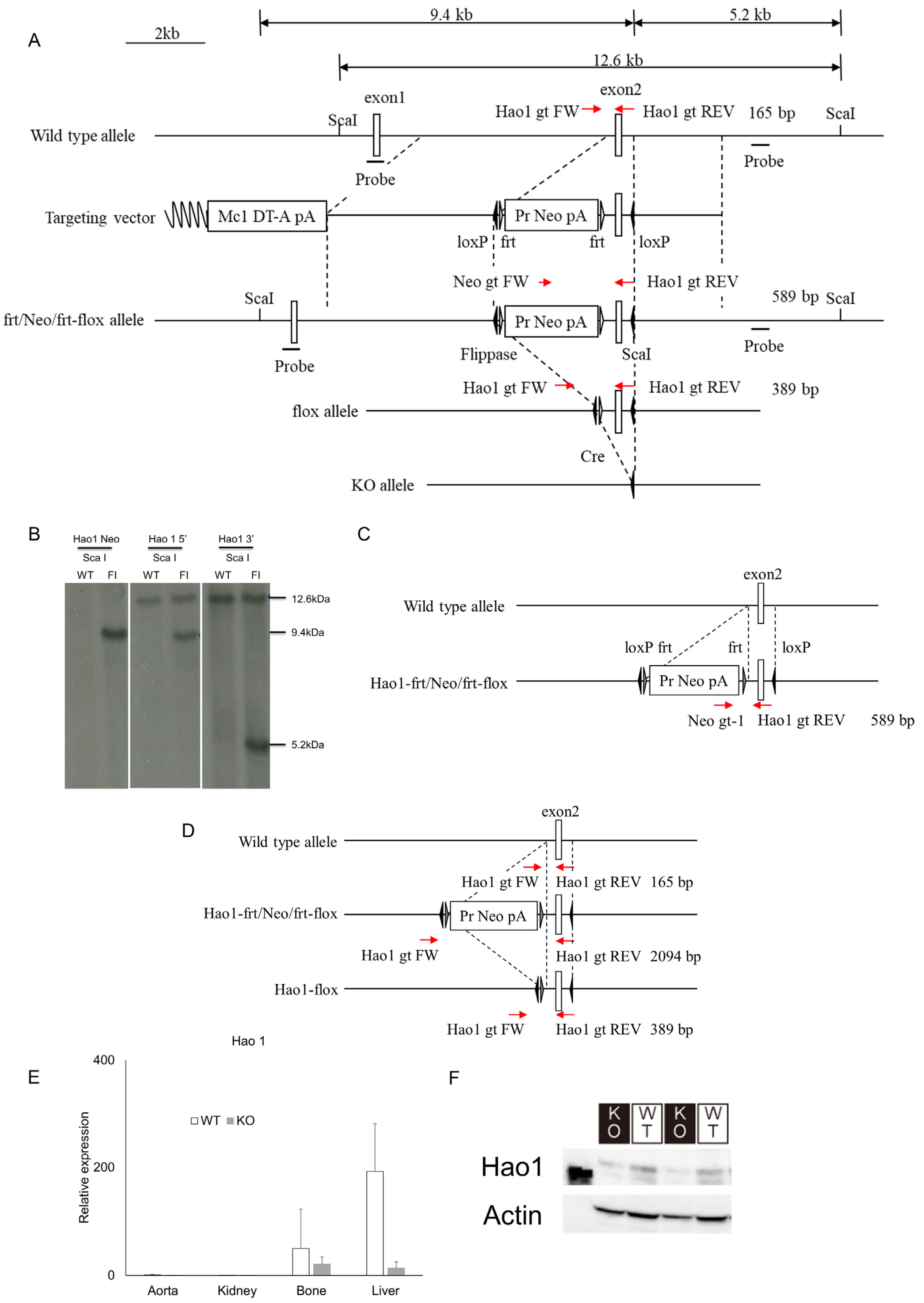 Metabolites | Free Full-Text | Hao1 Is Not a Pathogenic Factor for