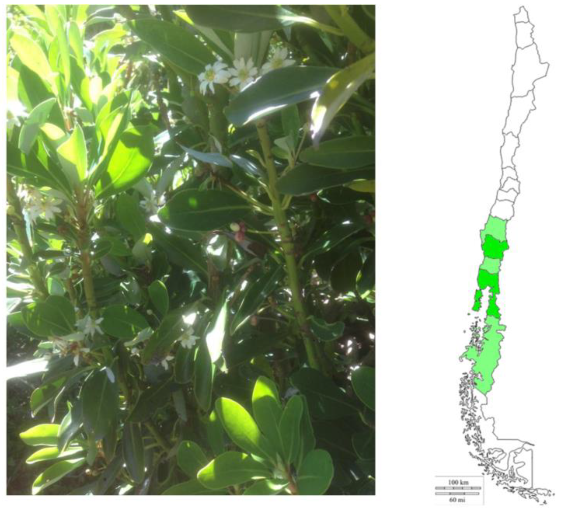 Metabolites 12 00090 g001
