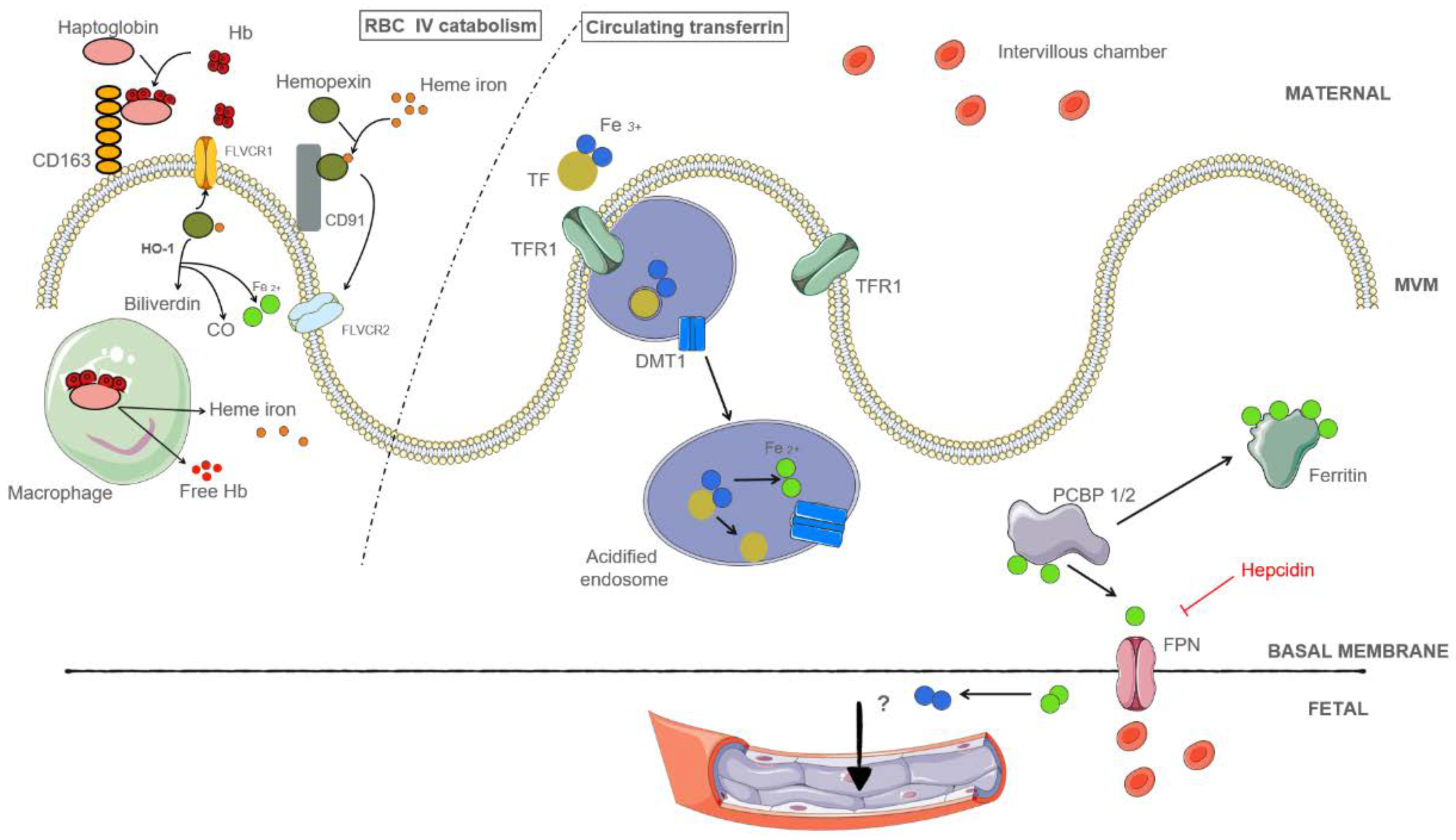 Metabolites 12 00129 g002 Metabolites 12 00129 g002