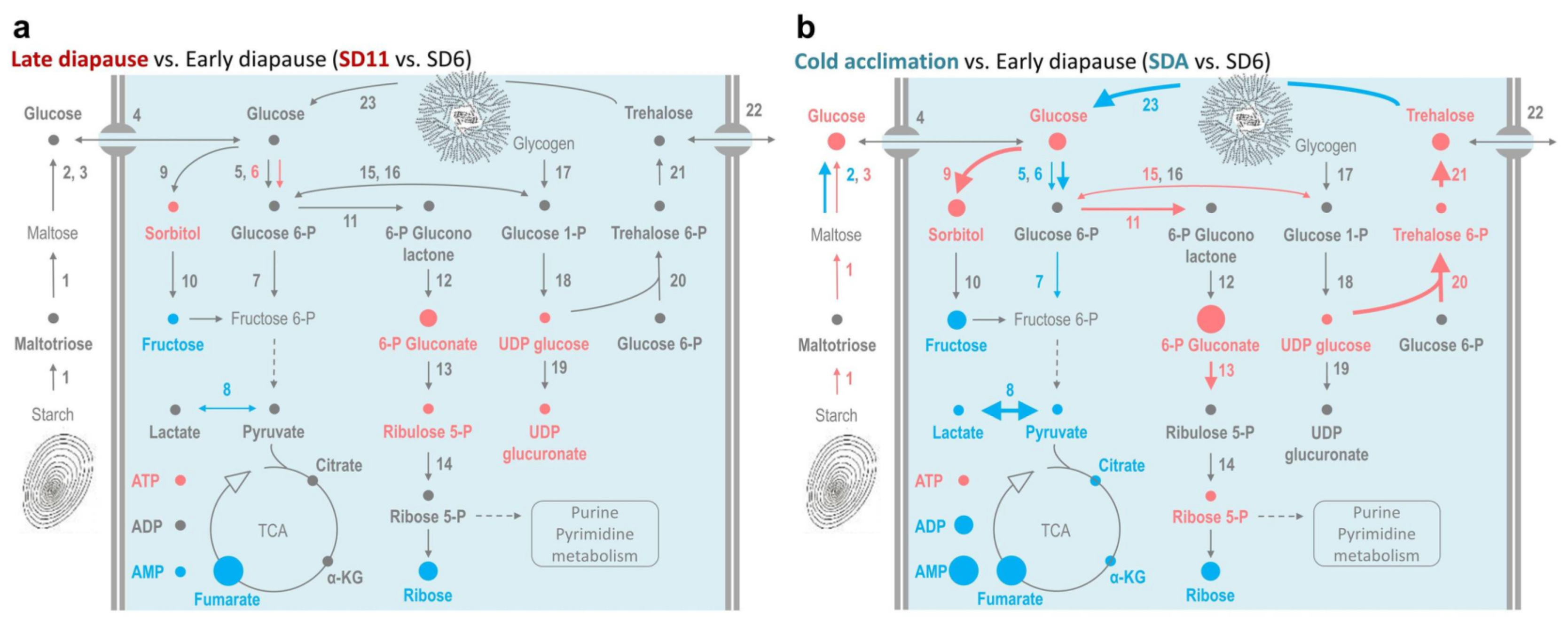 Metabolites 12 00163 g004