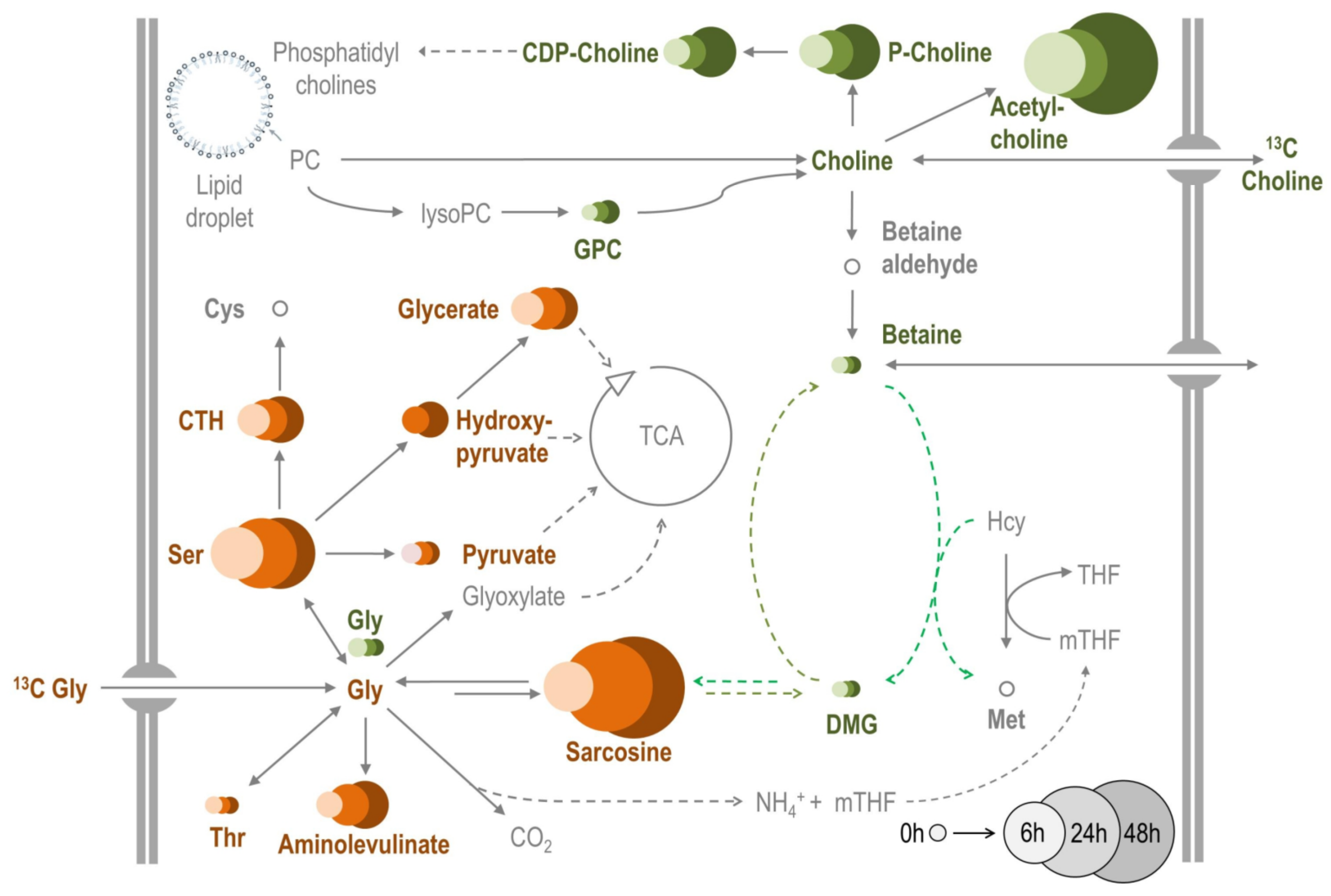 Metabolites 12 00163 g007
