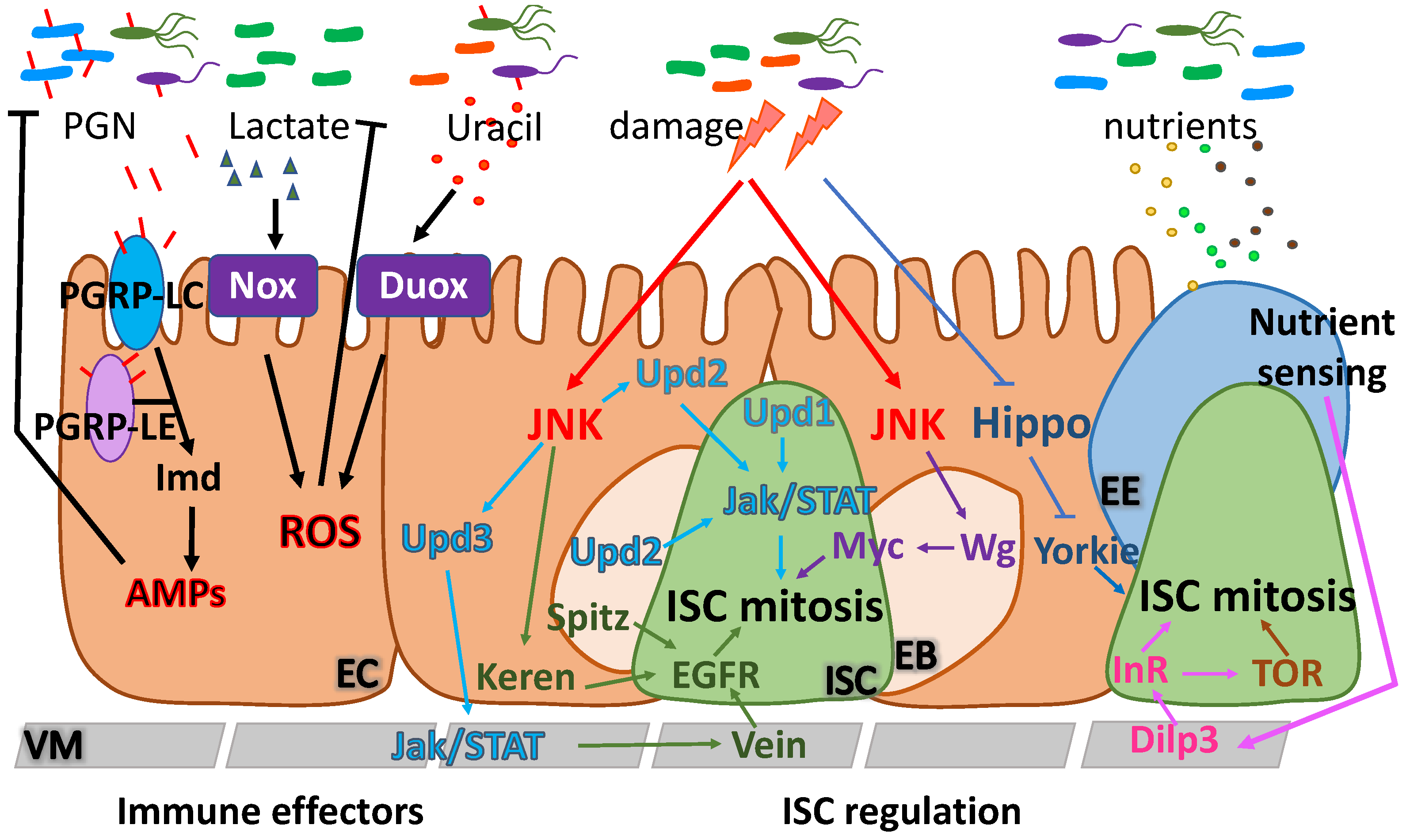 Metabolites 12 00169 g002 Metabolites 12 00169 g002