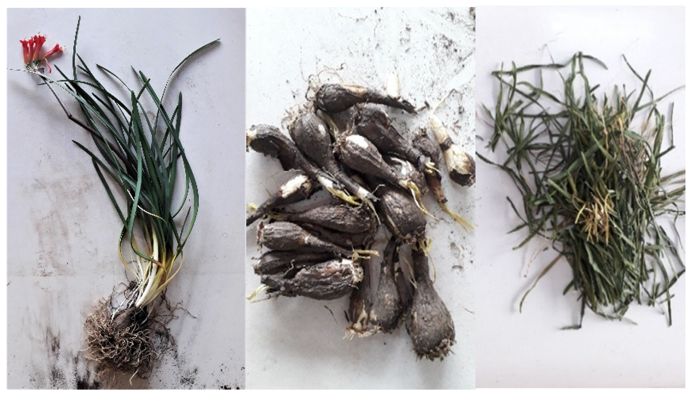 Metabolites 12 00188 g006