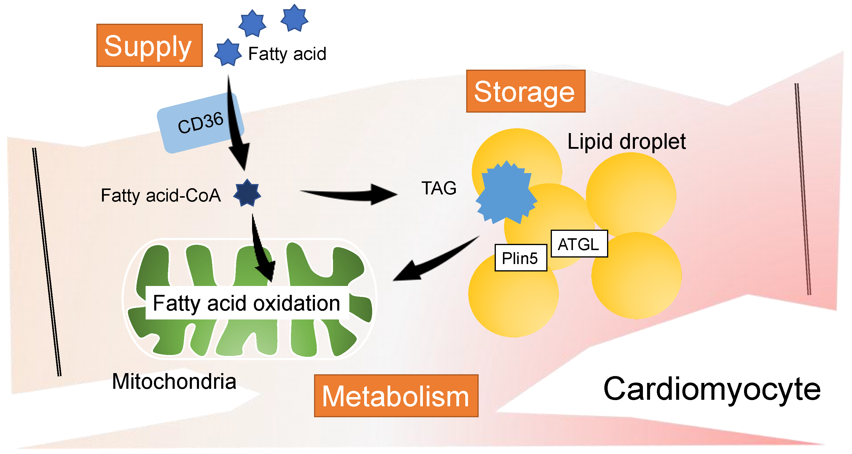 Metabolites 12 00210 g001 Metabolites 12 00210 g001