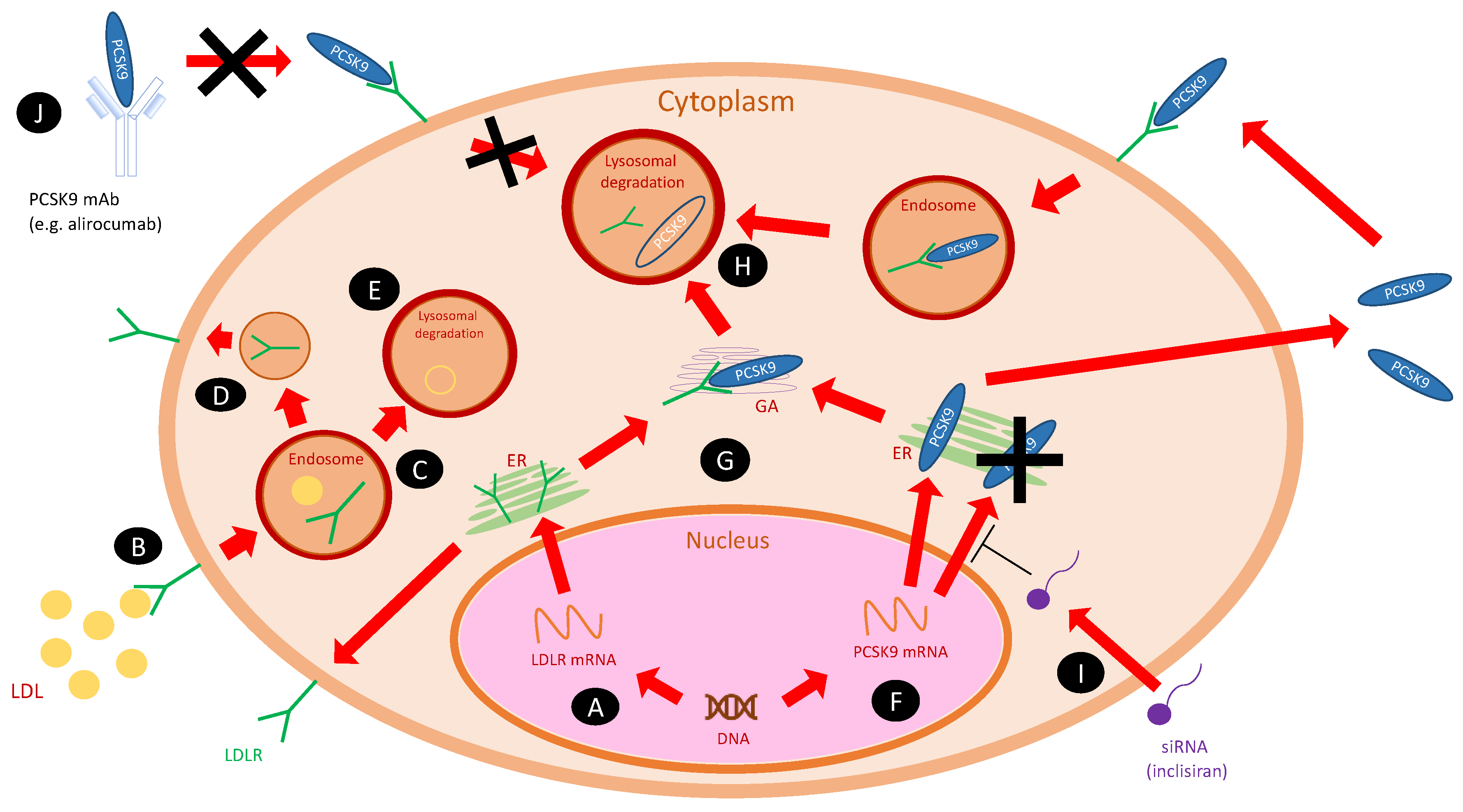 Insight into the Evolving Role of PCSK9