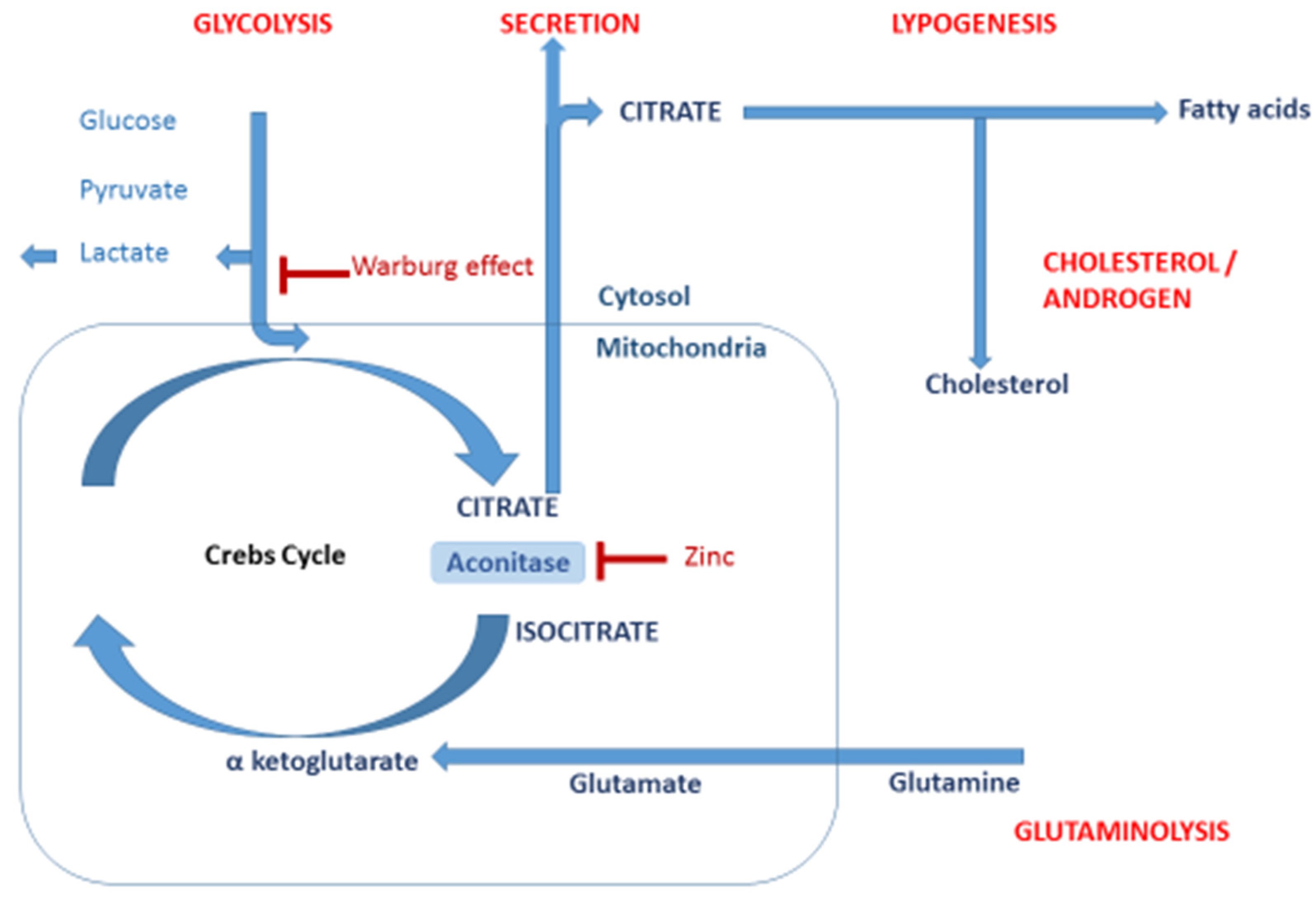 Metabolites 12 00268 g001 550