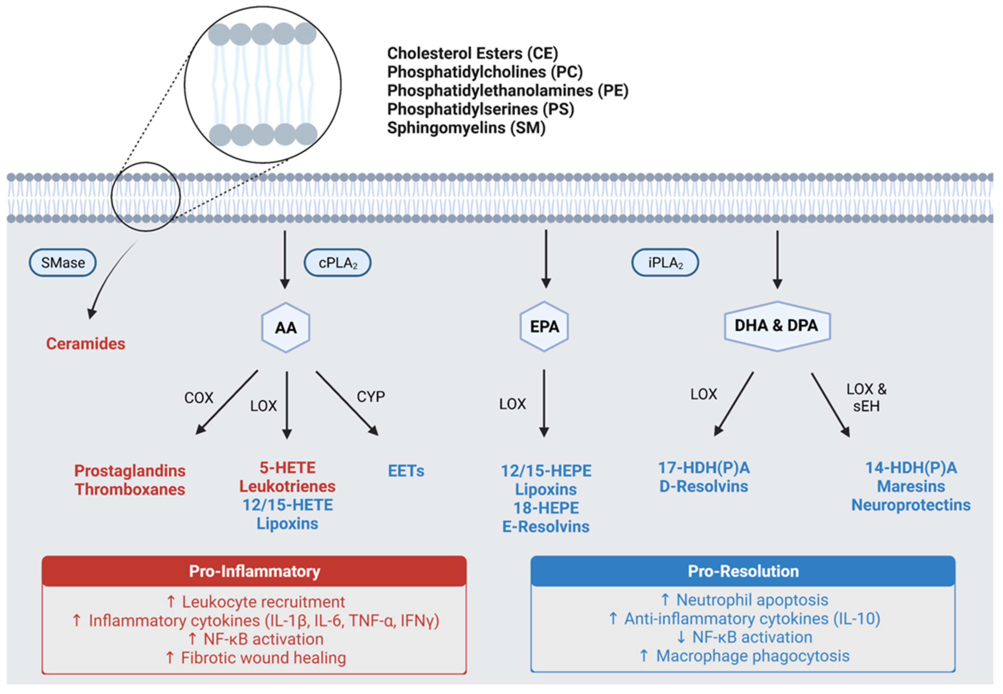 Metabolites 12 00333 g001