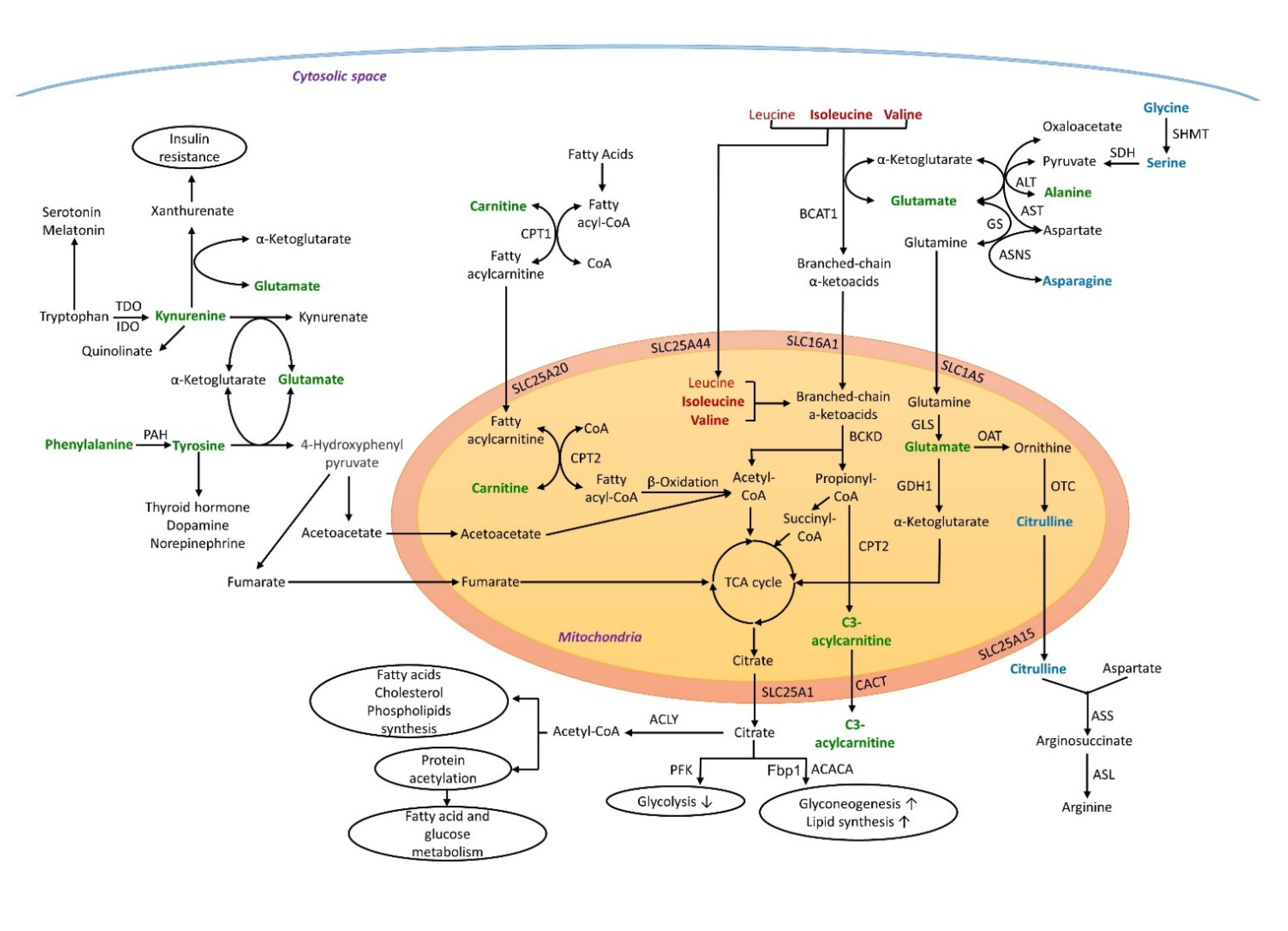 Metabolites 12 00334 g003