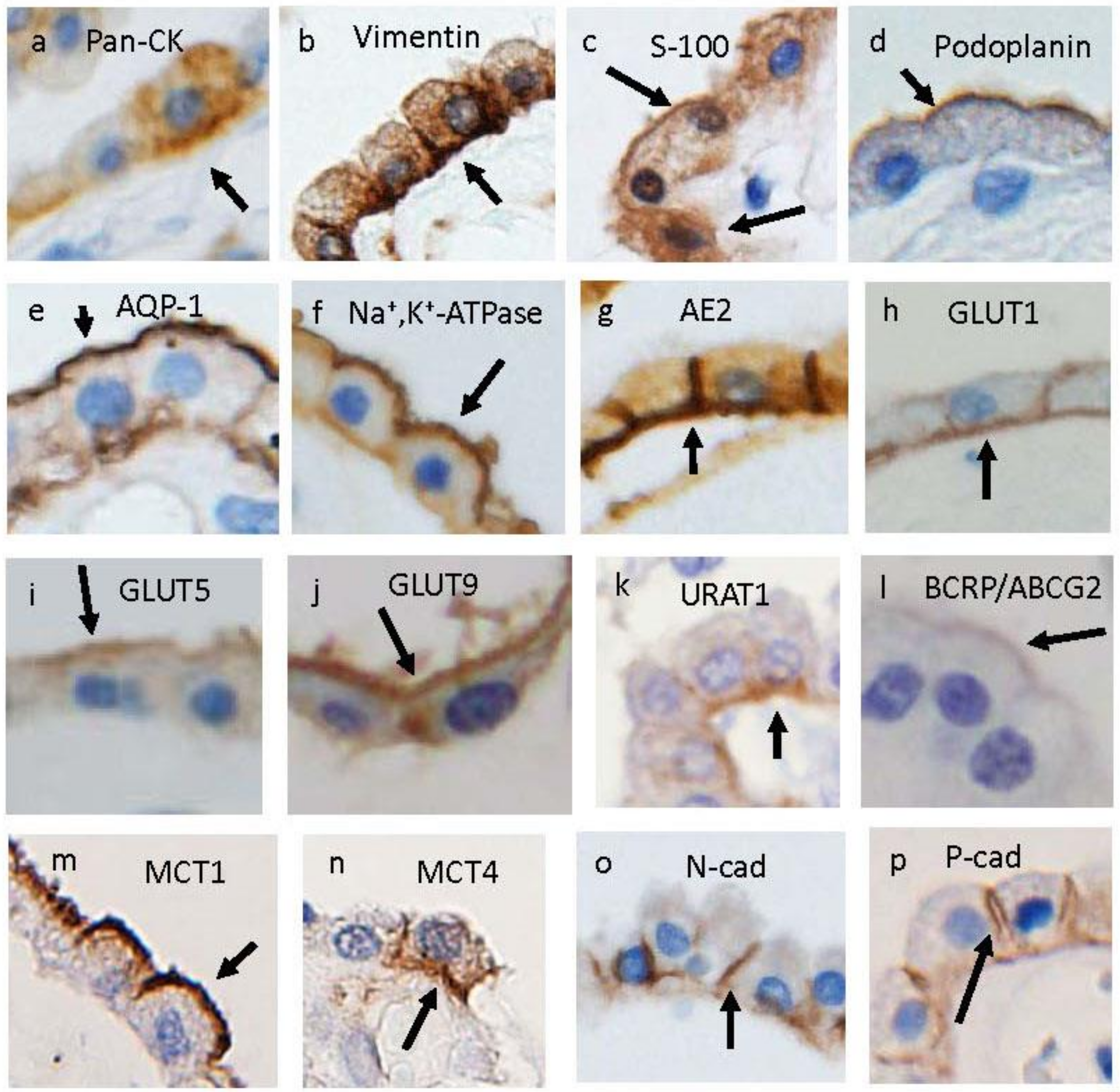 Metabolites 12 00343 g002 550