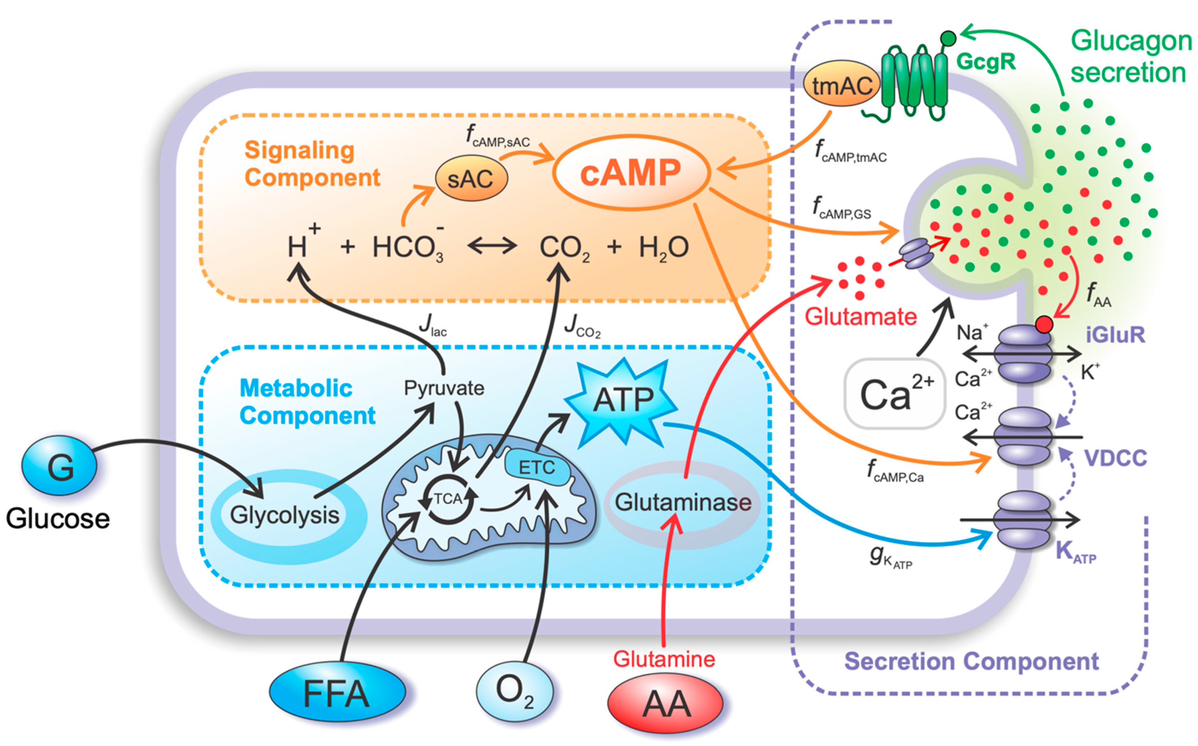 Metabolites 12 00348 g004 550