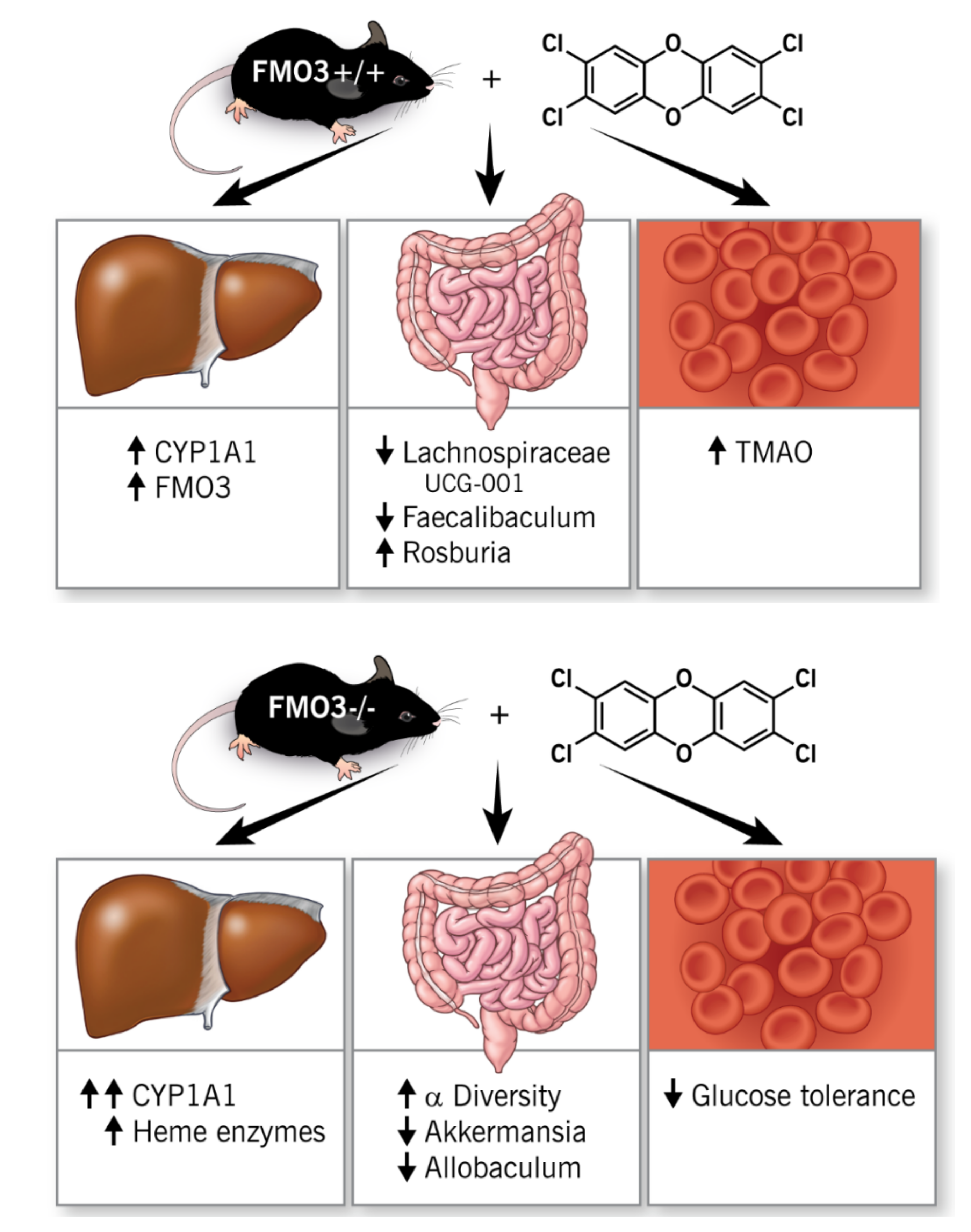 Metabolites 12 00364 g010 Metabolites 12 00364 g010