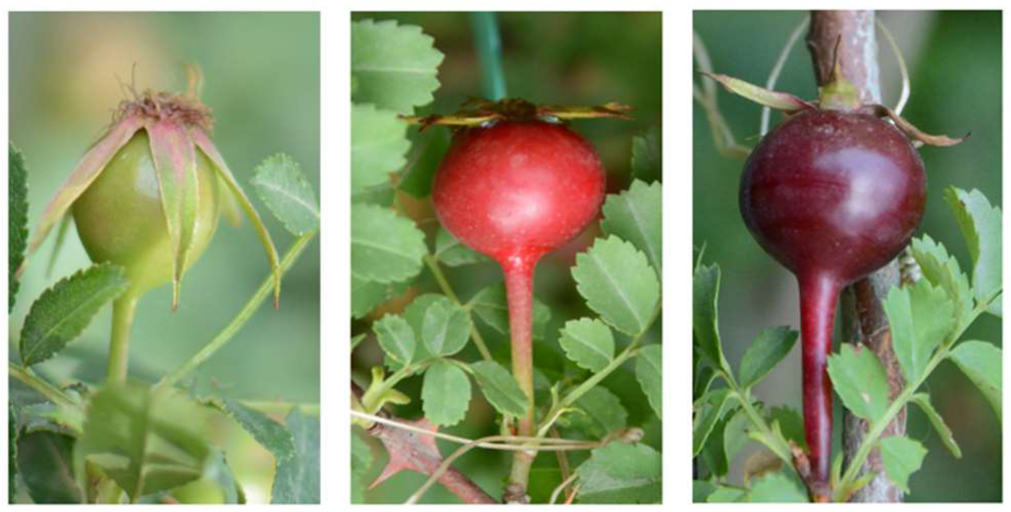 Metabolites 12 00438 g001