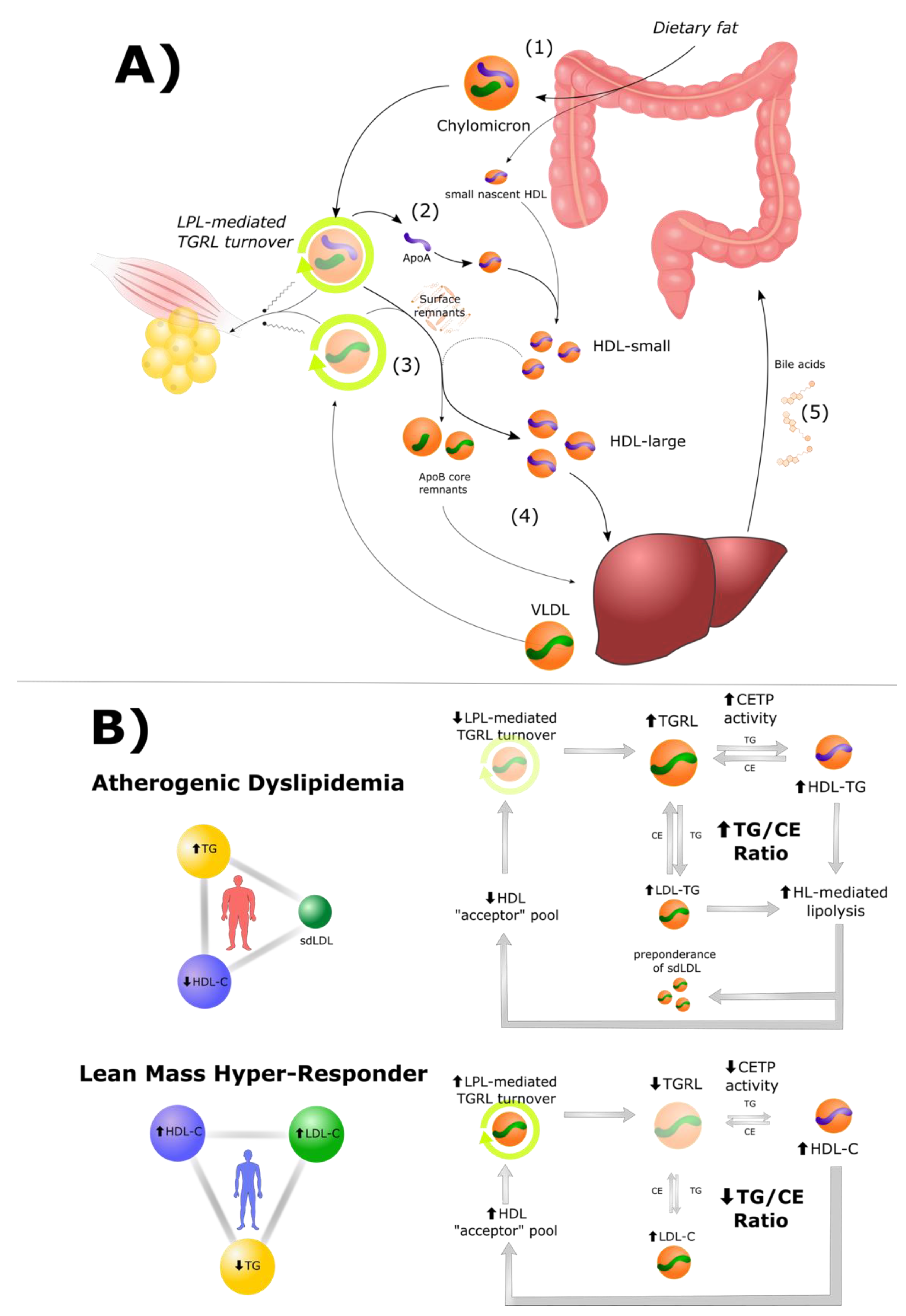 Metabolites 12 00460 g003 Metabolites 12 00460 g003