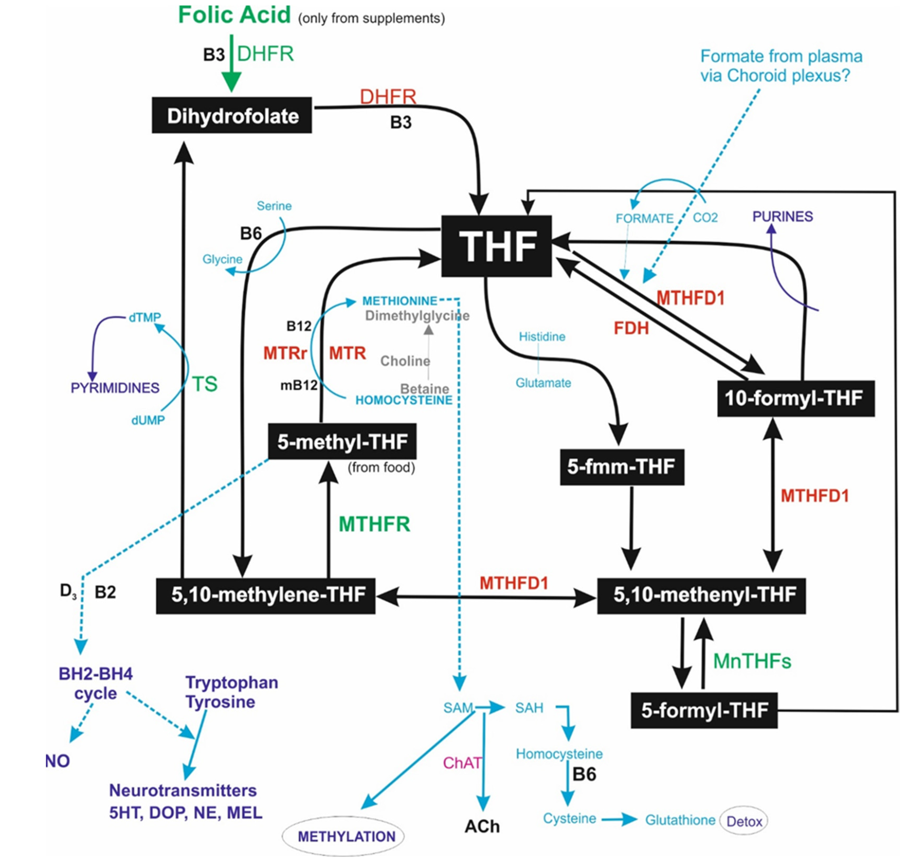 Another Structural insights into the binding of human TGIF1 with