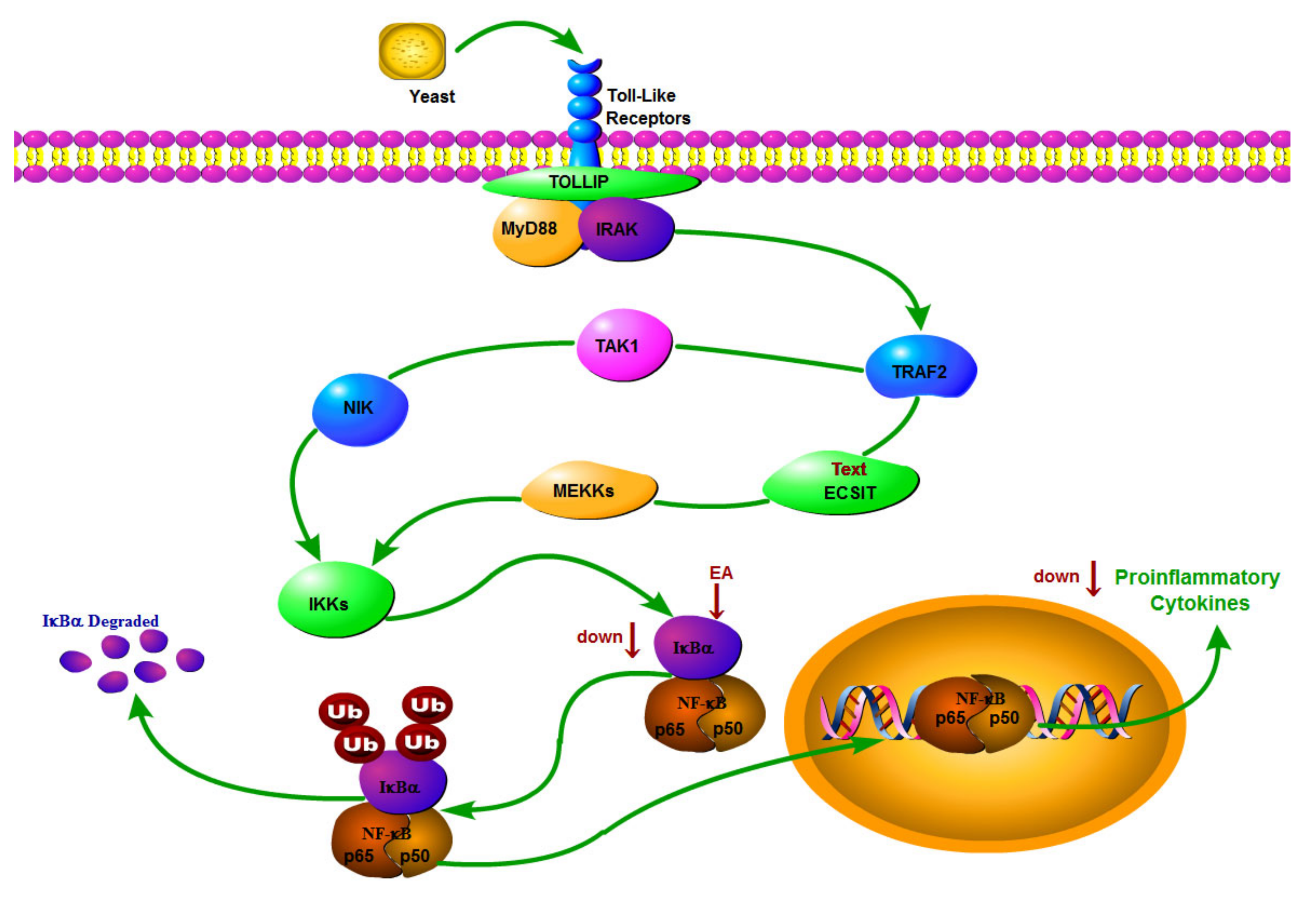 Metabolites 12 00479 g009 550