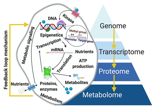 The Integration of Metabolomics with Other Omics: Insights