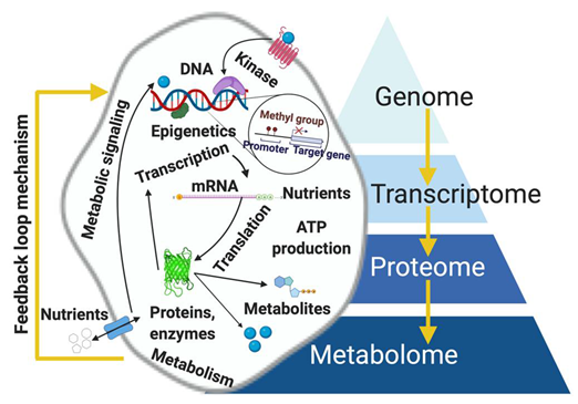 Metabolites 12 00488 g002