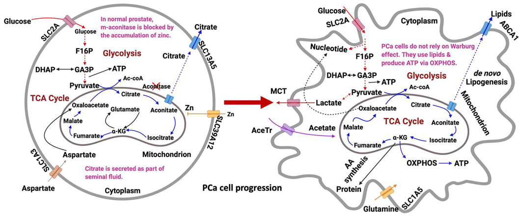 Metabolites 12 00488 g003