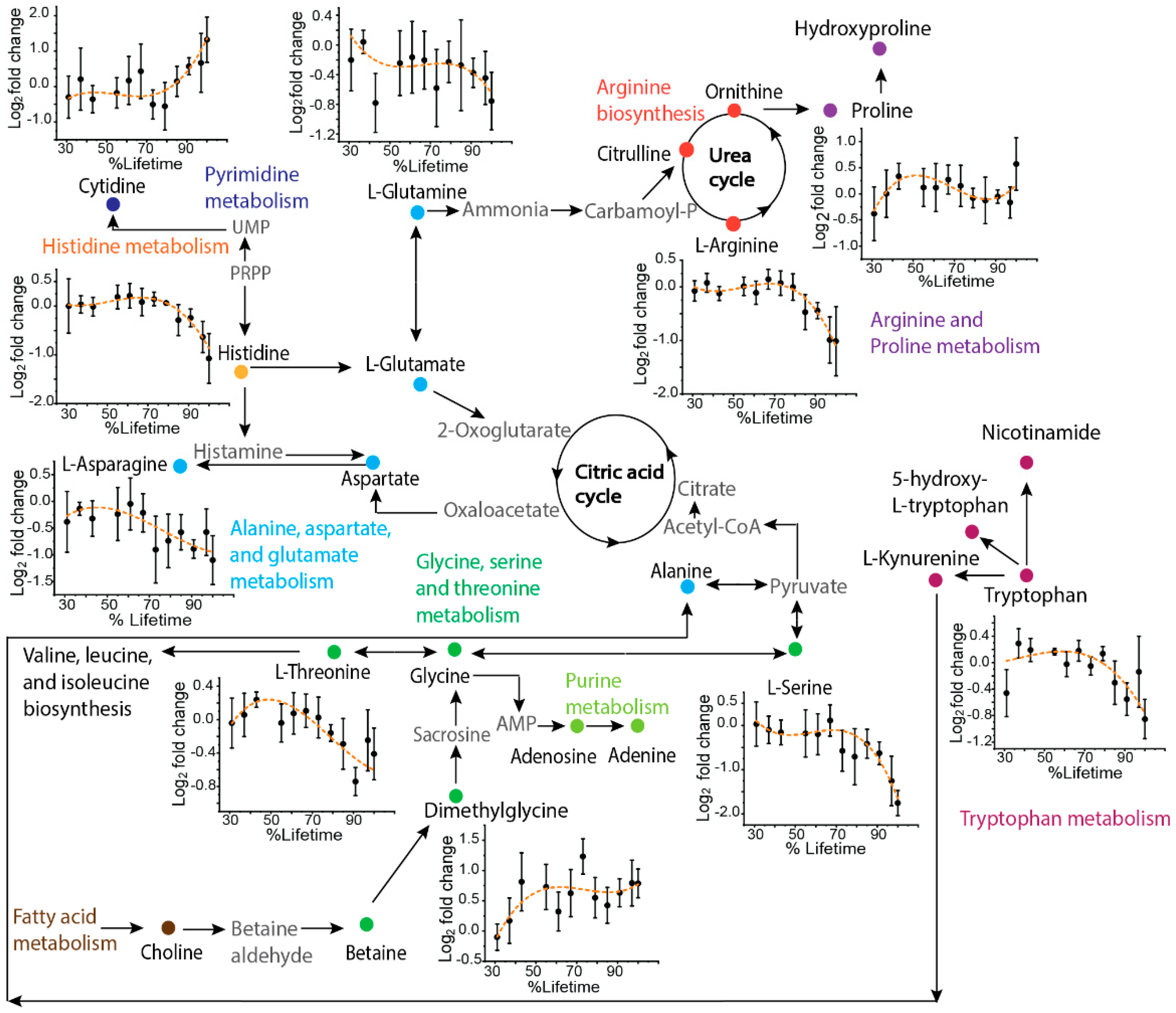 Metabolites 12 00532 g002