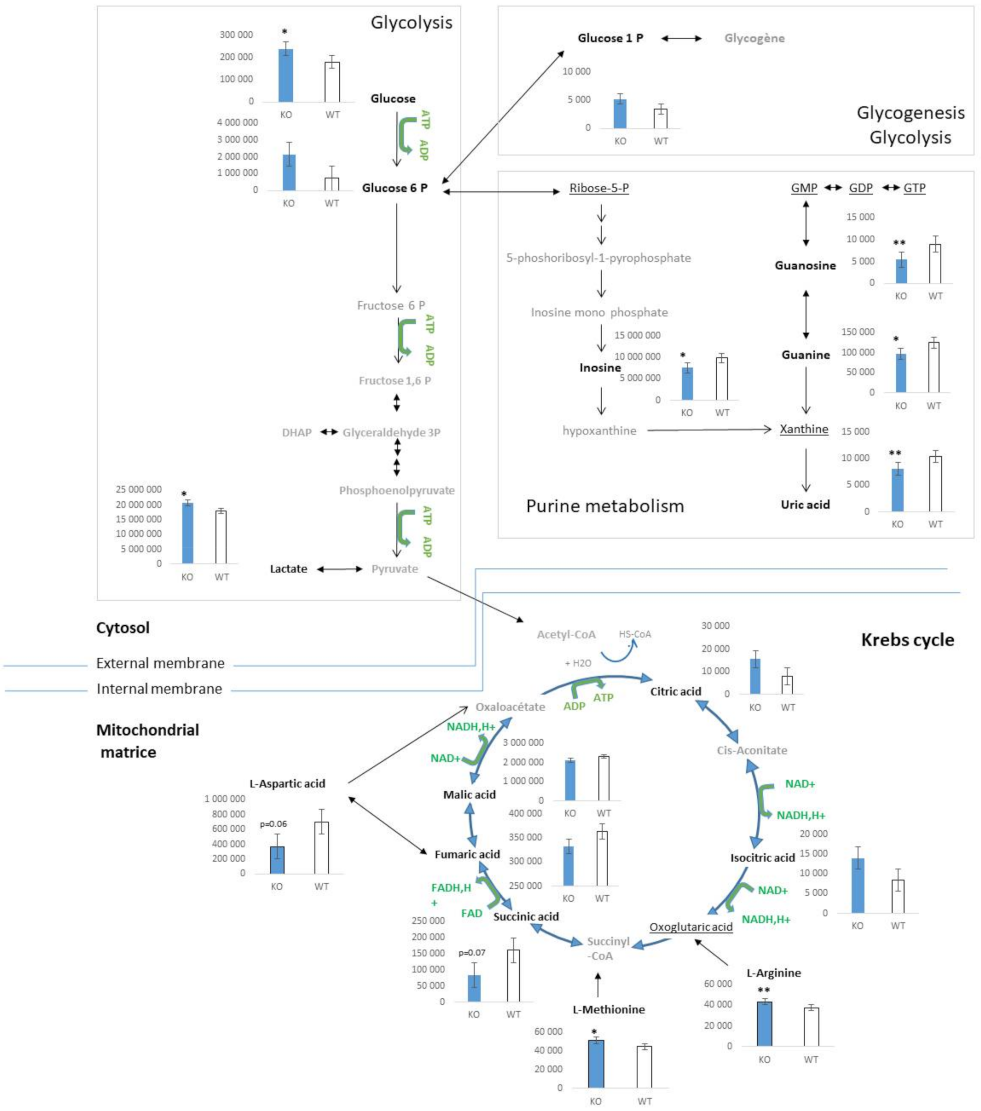 Metabolites 12 00556 g004