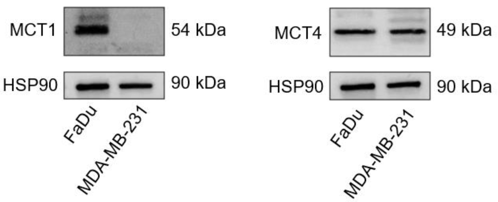 Metabolites 12 00557 g001 550