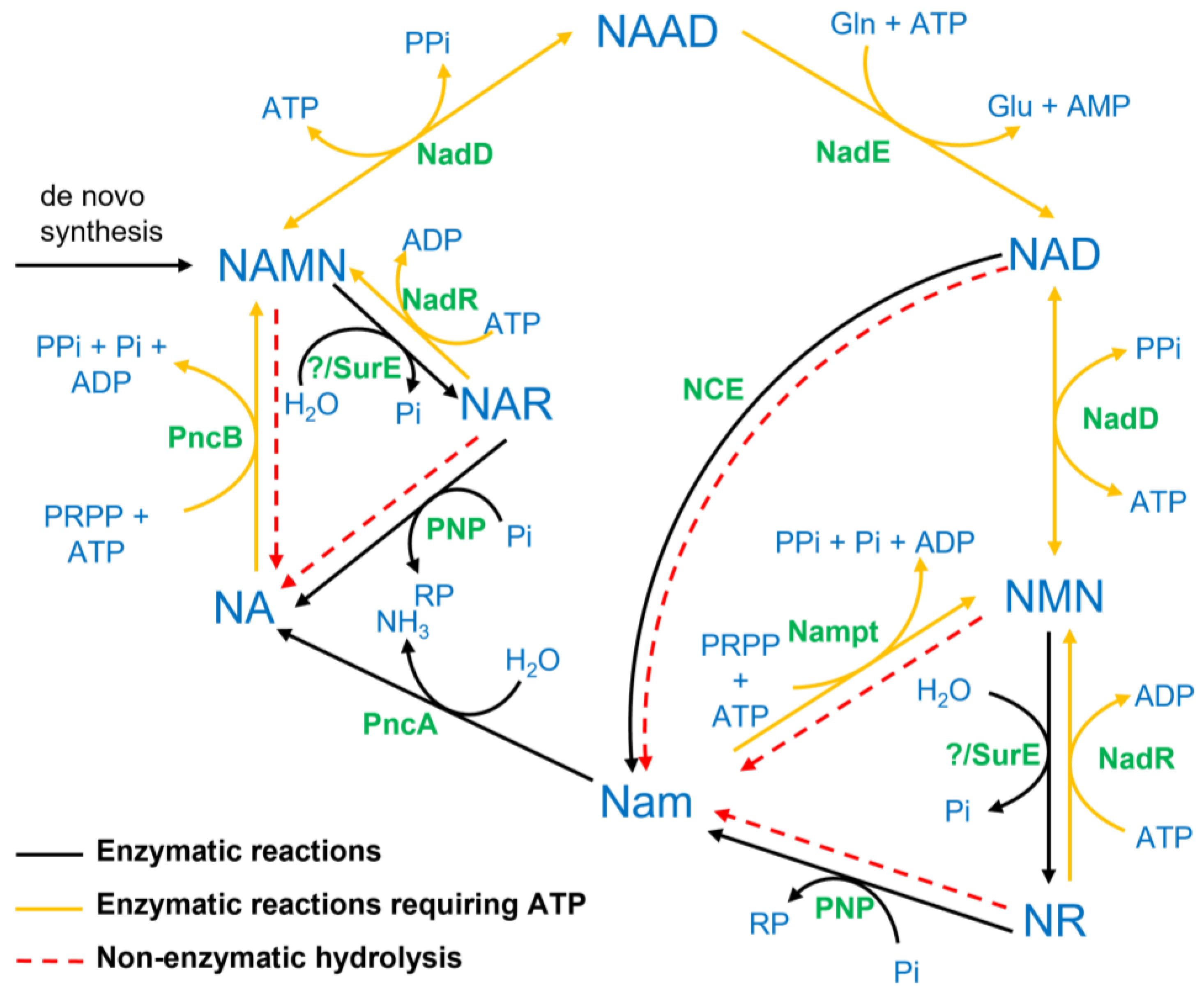 Metabolites 12 00569 g001 Metabolites 12 00569 g001