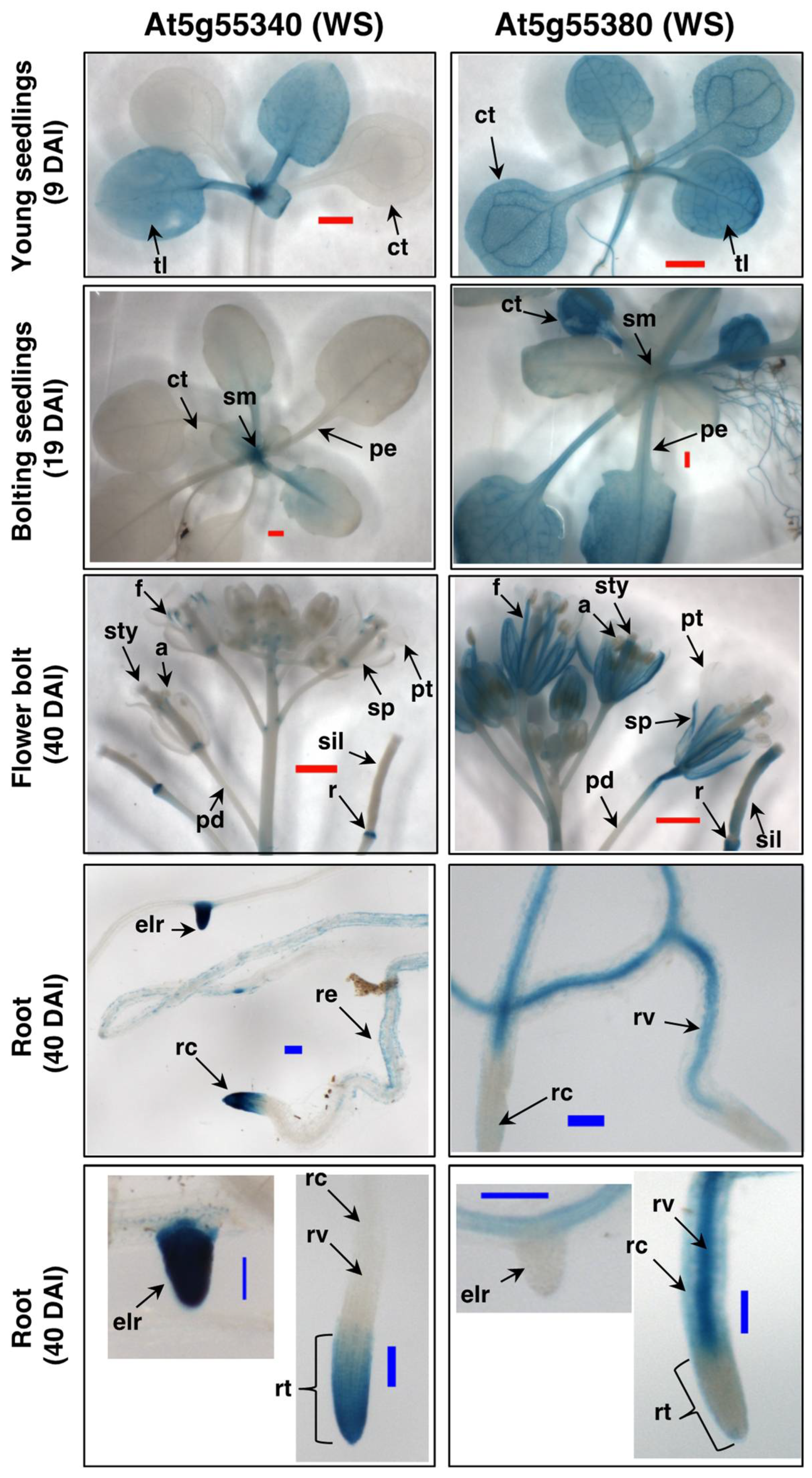 Metabolites 12 00577 g005