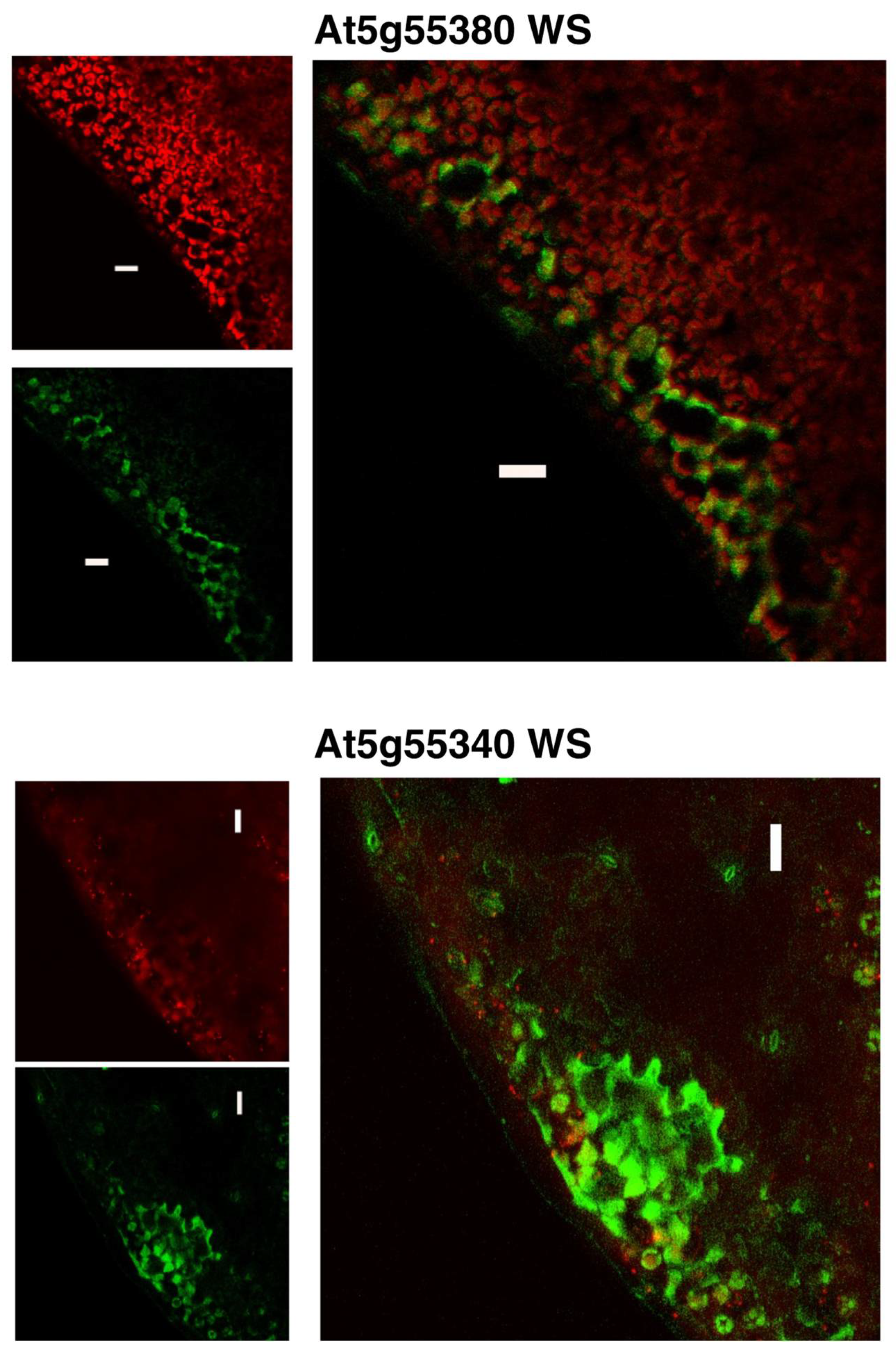 Metabolites 12 00577 g006