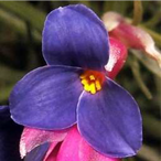 Metabolites 12 00628 i001