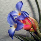 Metabolites 12 00628 i003