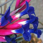 Metabolites 12 00628 i004