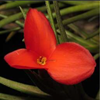 Metabolites 12 00628 i005