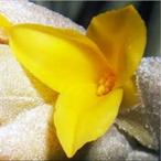 Metabolites 12 00628 i006