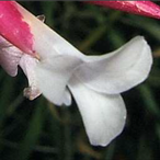 Metabolites 12 00628 i008