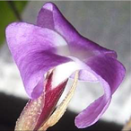 Metabolites 12 00628 i009