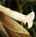 Metabolites 12 00628 i011