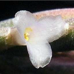 Metabolites 12 00628 i012