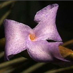 Metabolites 12 00628 i013