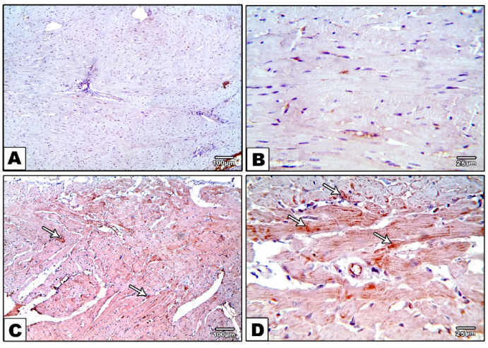 Metabolites 12 00635 g005a 550